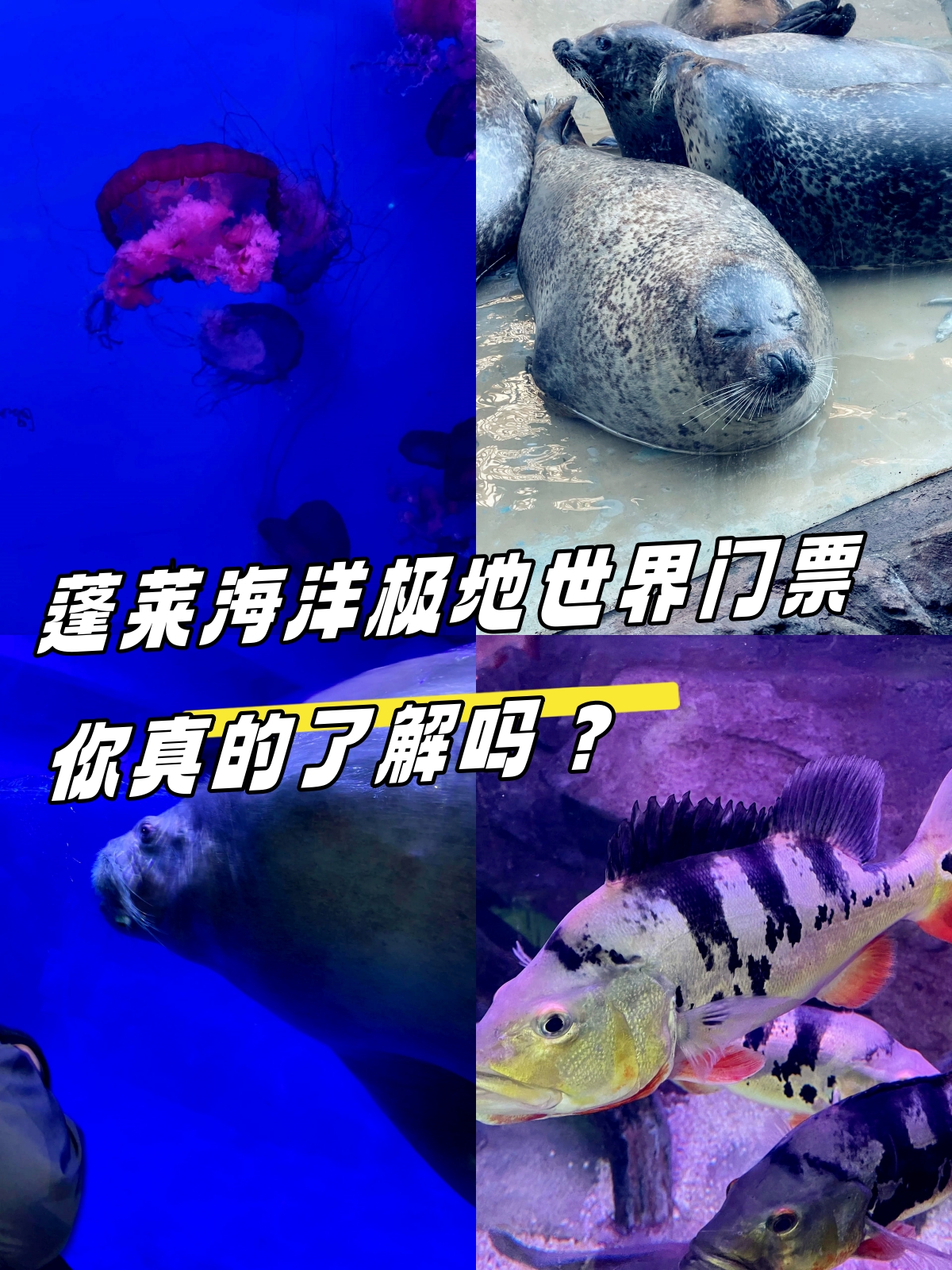 蓬莱海洋极地世界门票,你真的了解吗?