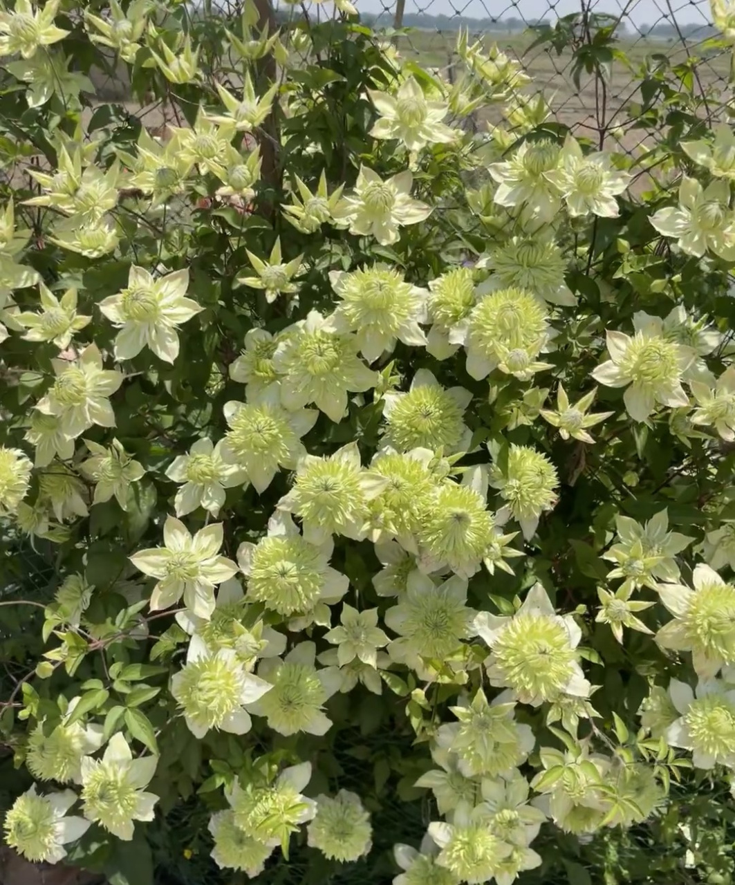 但现在仍是铁线莲的盛花期,一起来欣赏下耐阴铁线莲"小绿"的盛世美颜