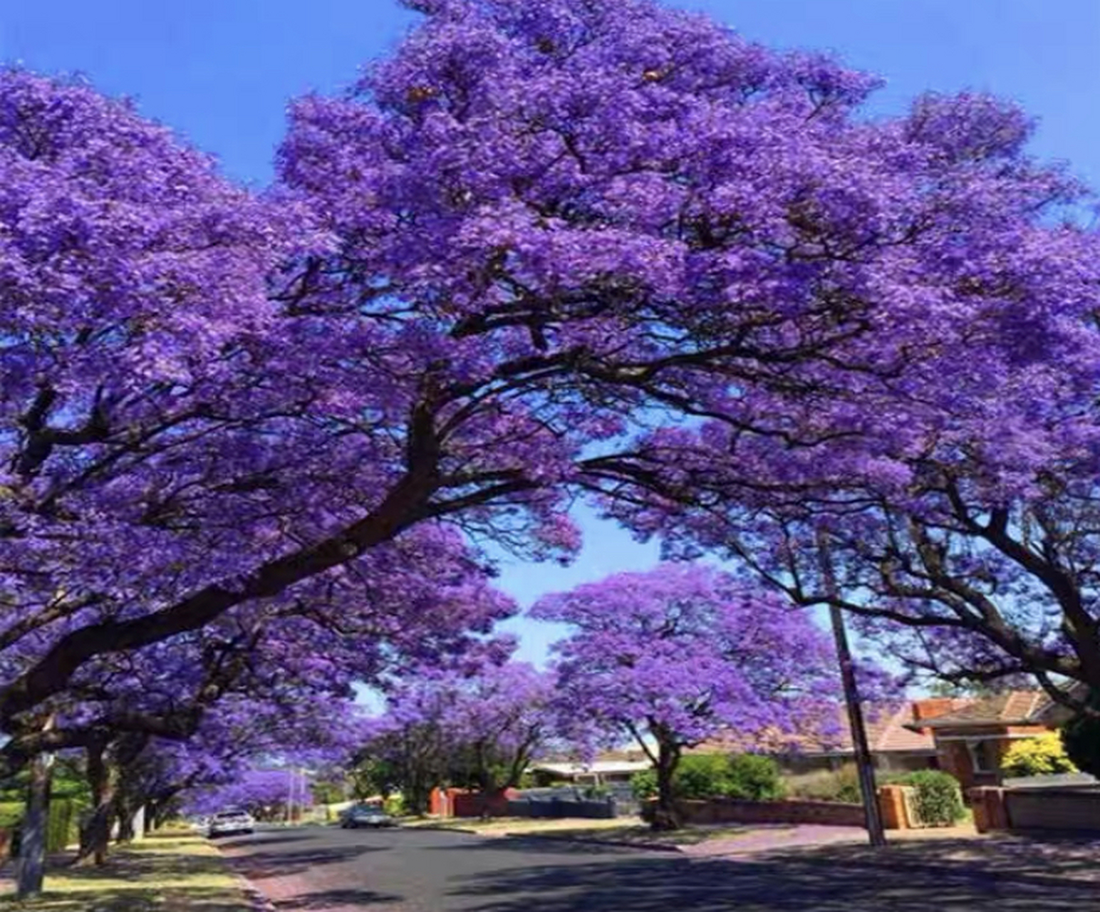 今日识花72:蓝楹花 72别名:含羞草叶蓝花楹,蓝雾树 蓝楹花紫葳科