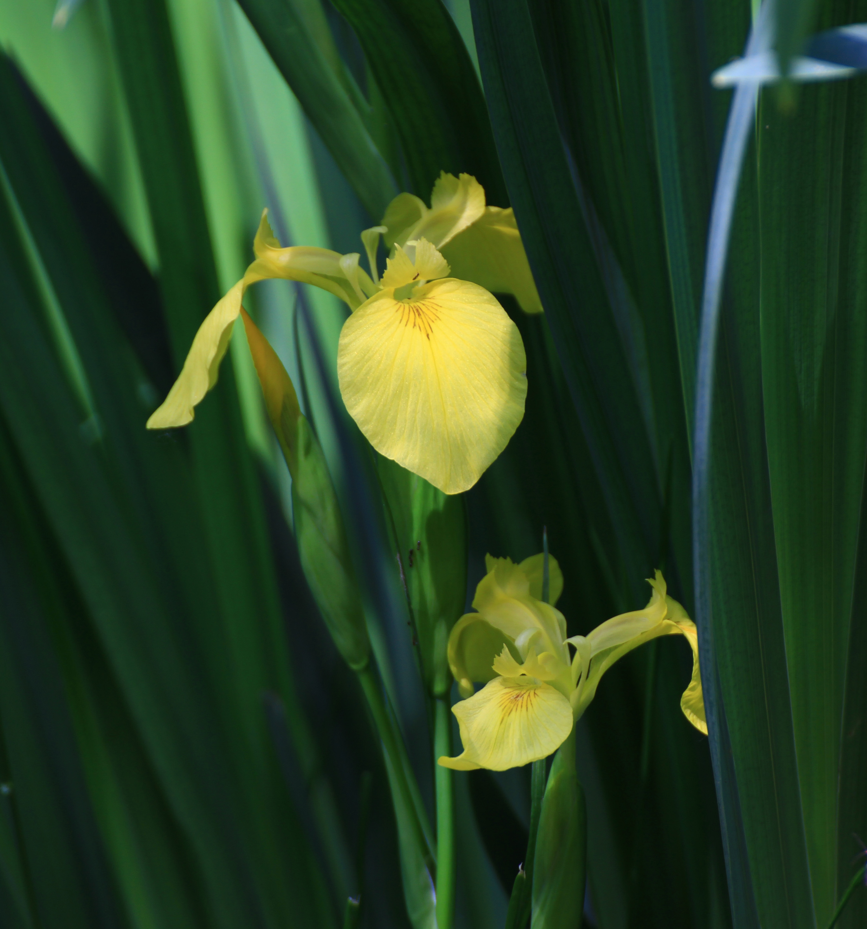 黄菖蒲