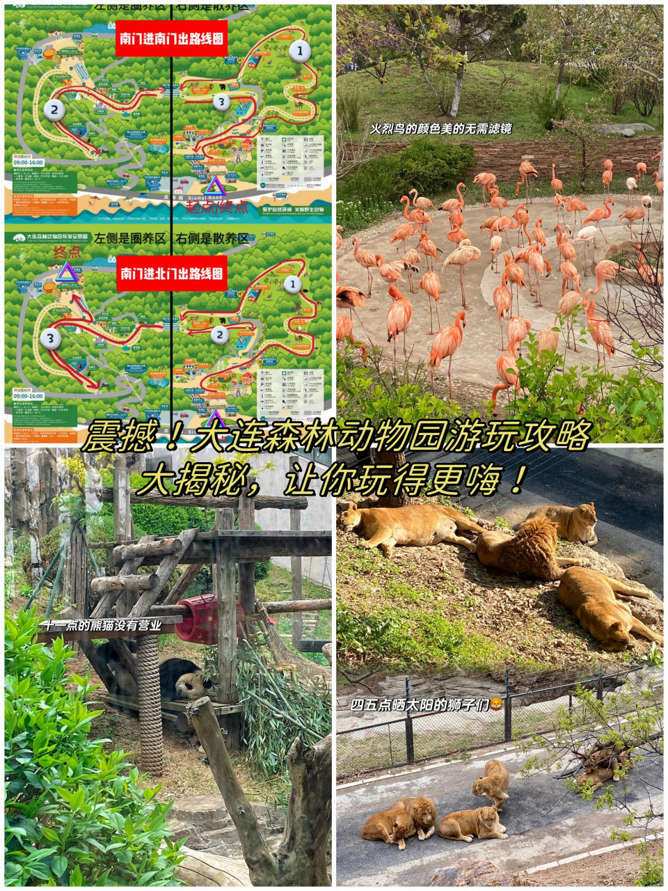 大连森林动物园游玩攻略大揭秘,让你玩得更嗨!