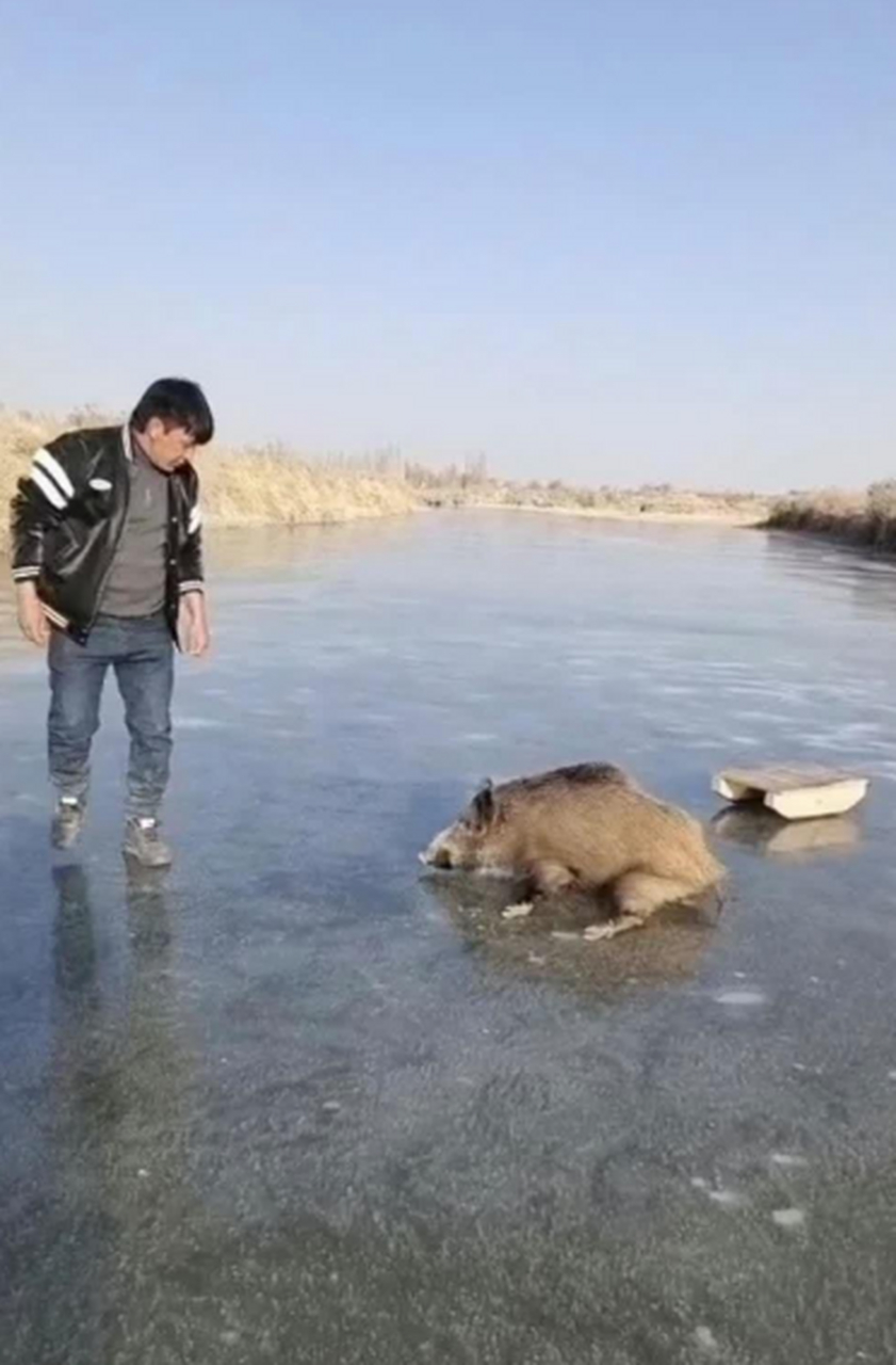 手机定位野猪套图片