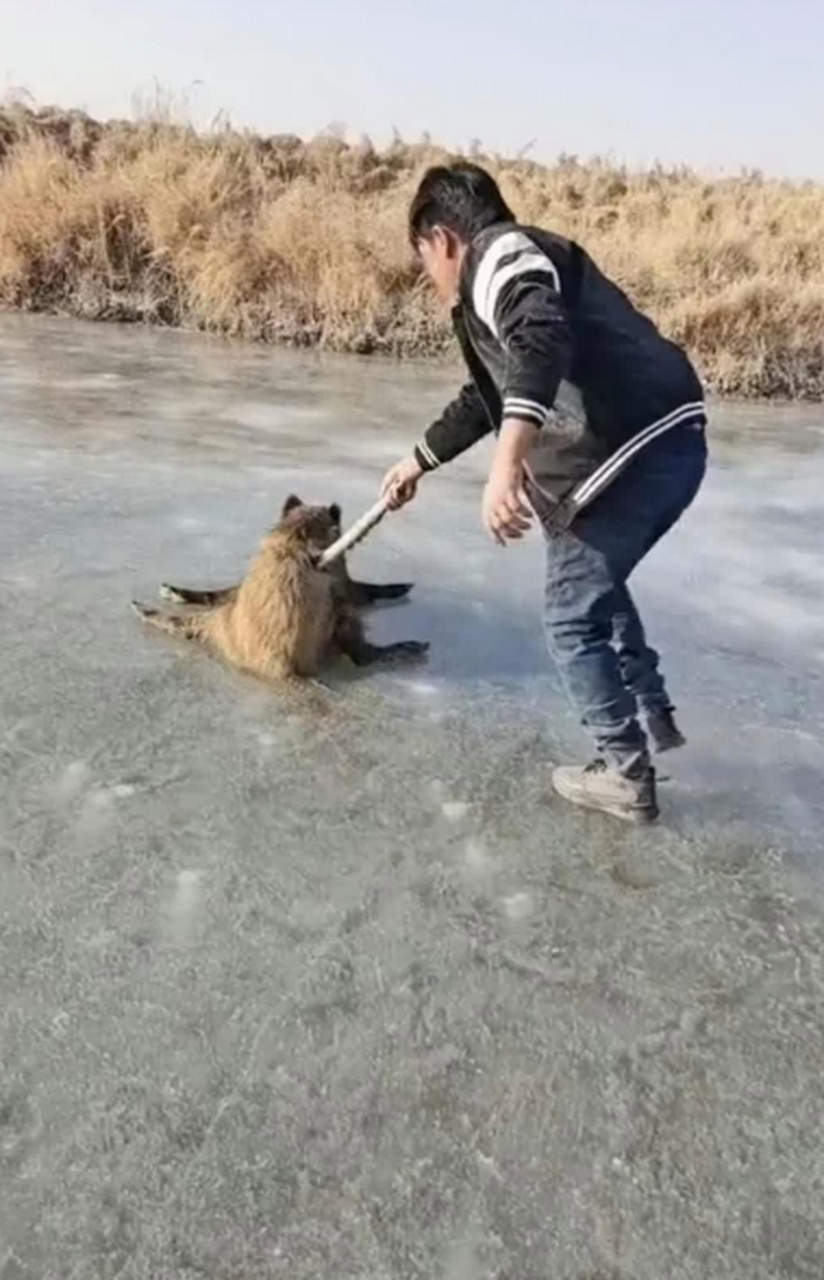 手机定位野猪套图片