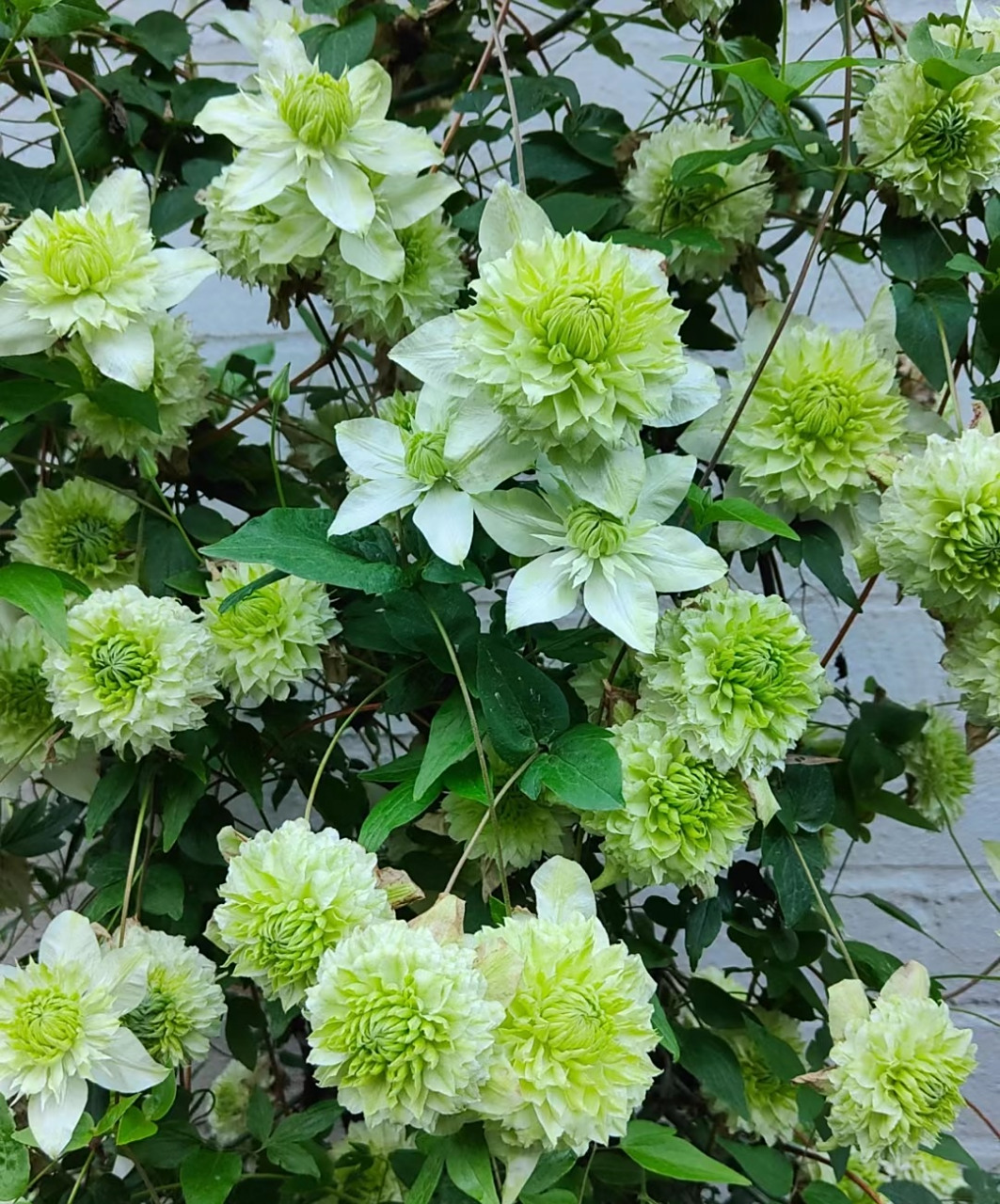 但现在仍是铁线莲的盛花期,一起来欣赏下耐阴铁线莲"小绿"的盛世美颜