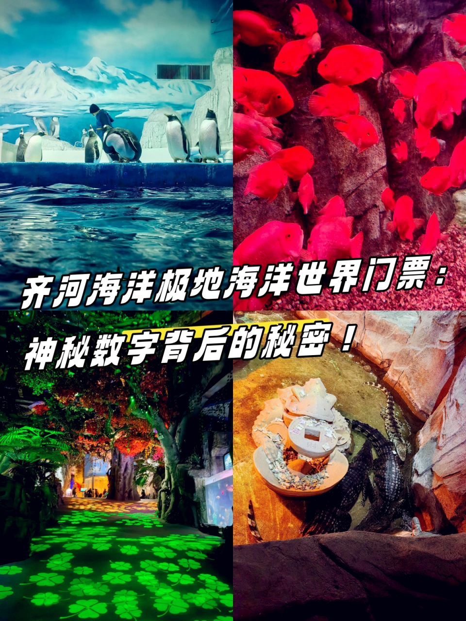 齐河海洋极地海洋世界门票:神秘数字背后的秘密!