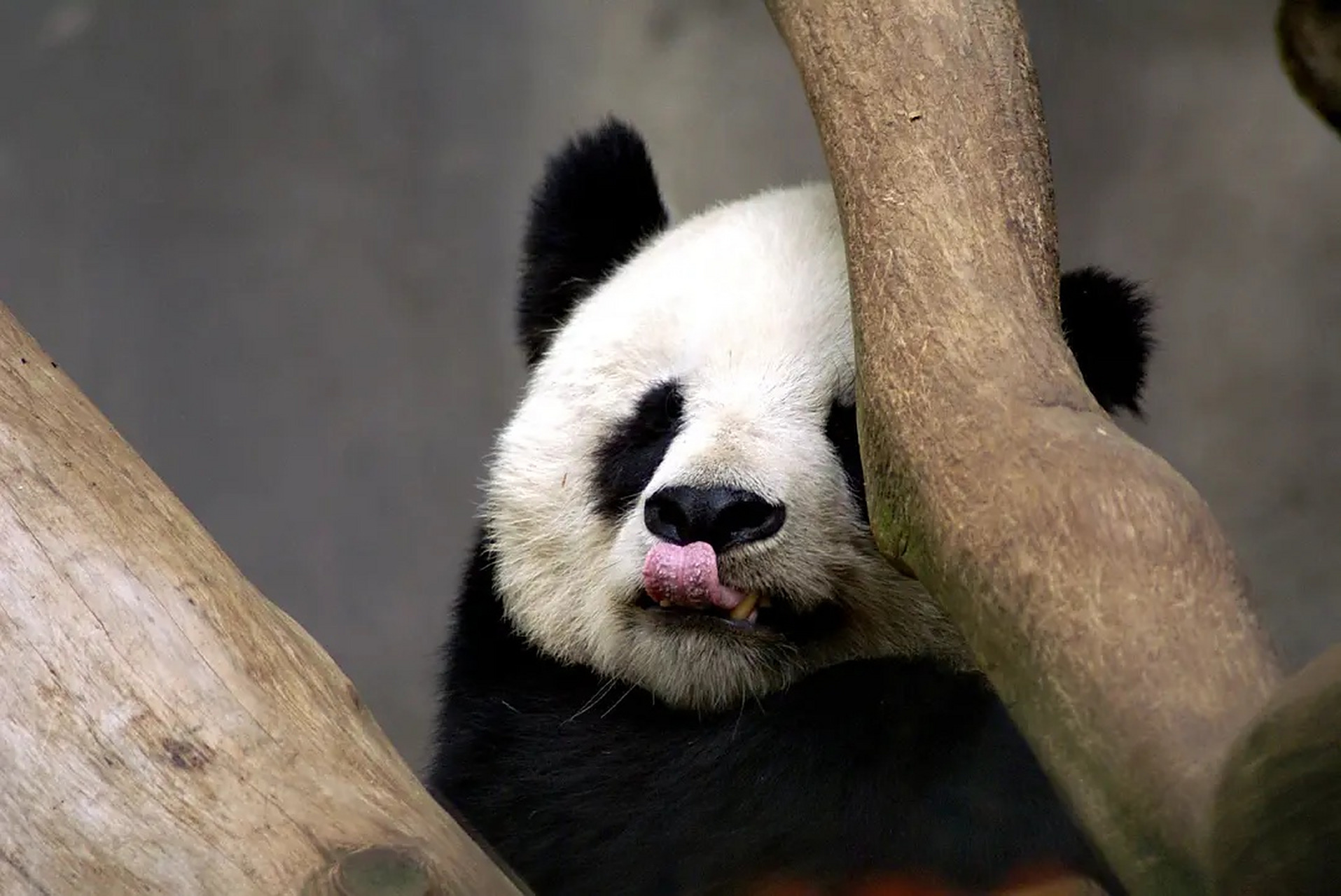 没想到吧,这张火遍全网的大熊猫搞怪表情包竟然是奶高高[嘿哈][嘿哈]