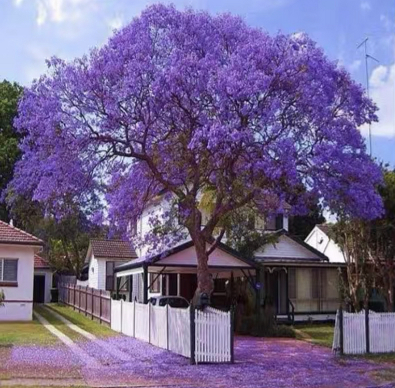 今日识花72:蓝楹花 72别名:含羞草叶蓝花楹,蓝雾树 蓝楹花紫葳科