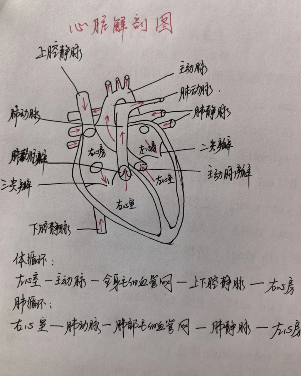 手绘心脏解剖图加深 印象睡前手绘心脏解剖图,温故而知新.