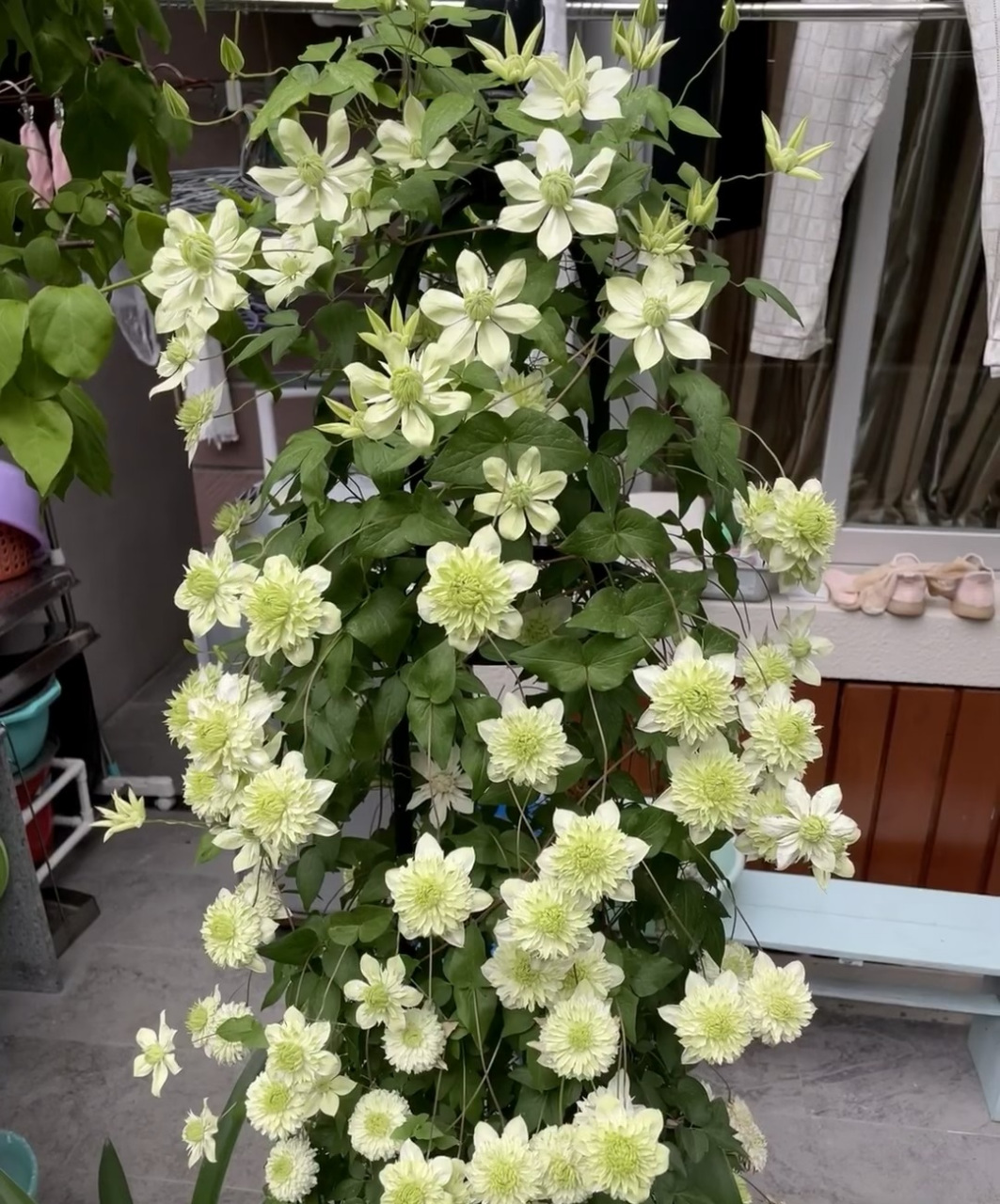 虽然立夏已过,但现在仍是铁线莲的盛花期,一起来欣赏下耐阴铁线莲"小