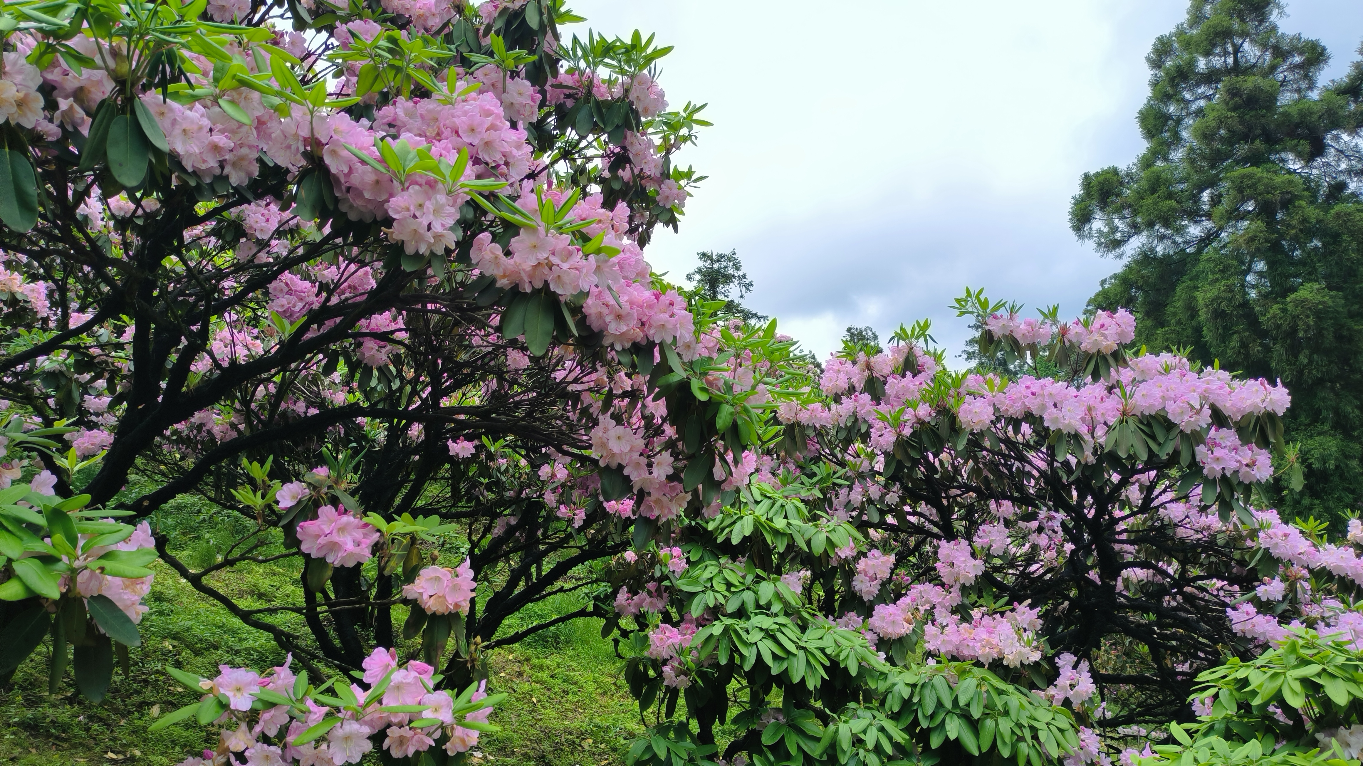 自然瑰宝——天台华顶云锦杜鹃