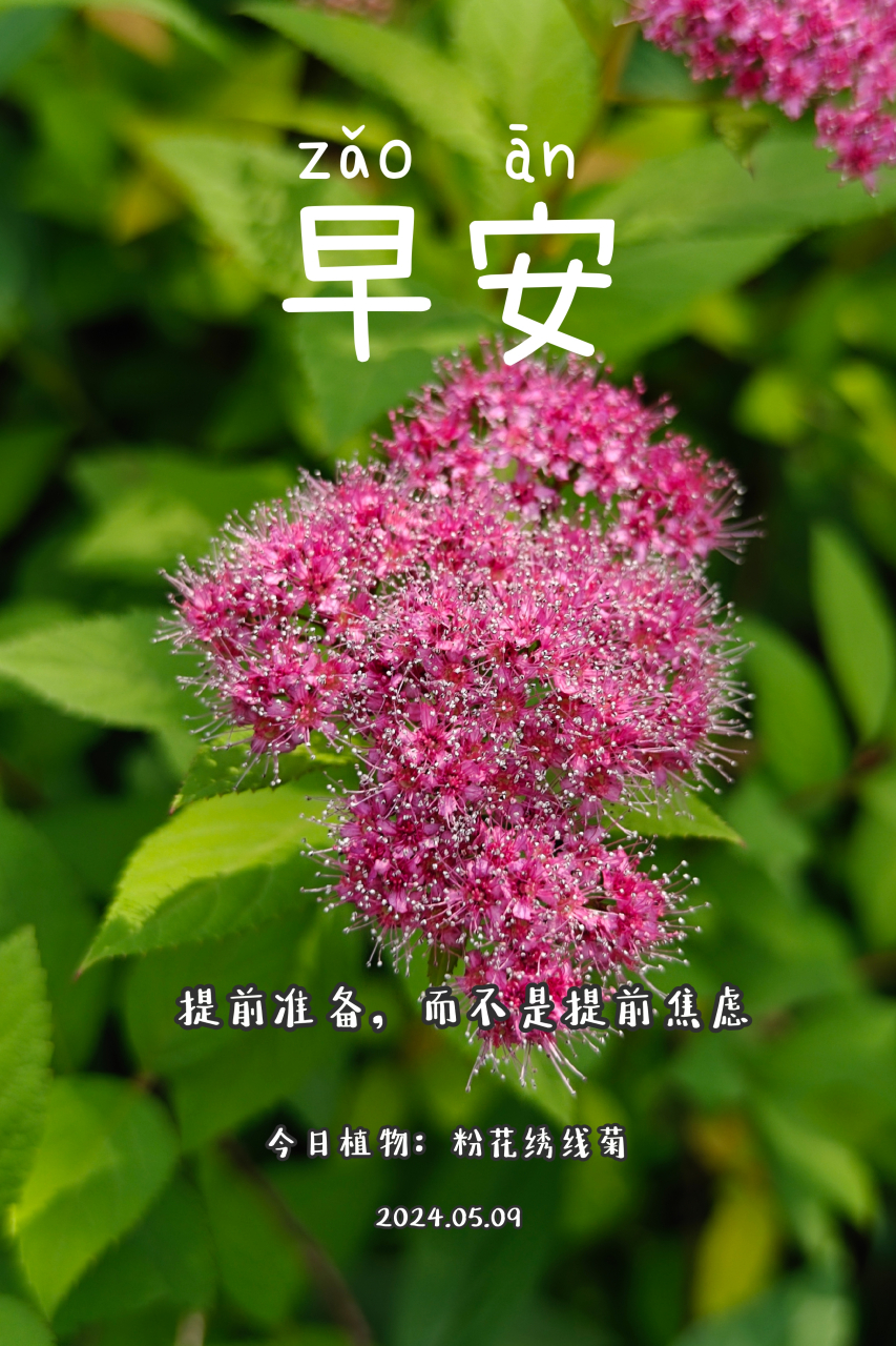 粉色菊花的花语是什么图片