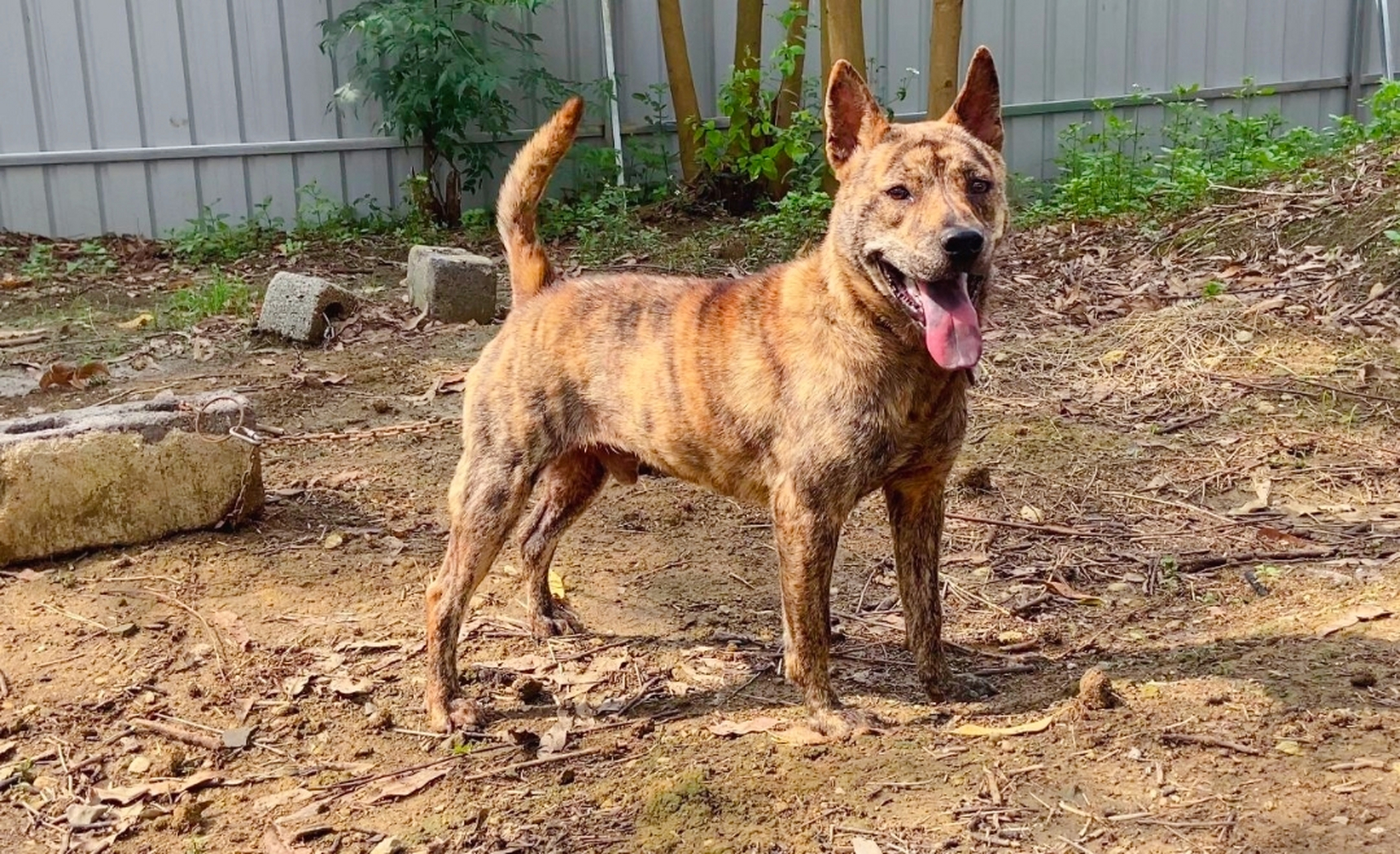 [原文:虎斑犬的优点和缺点]