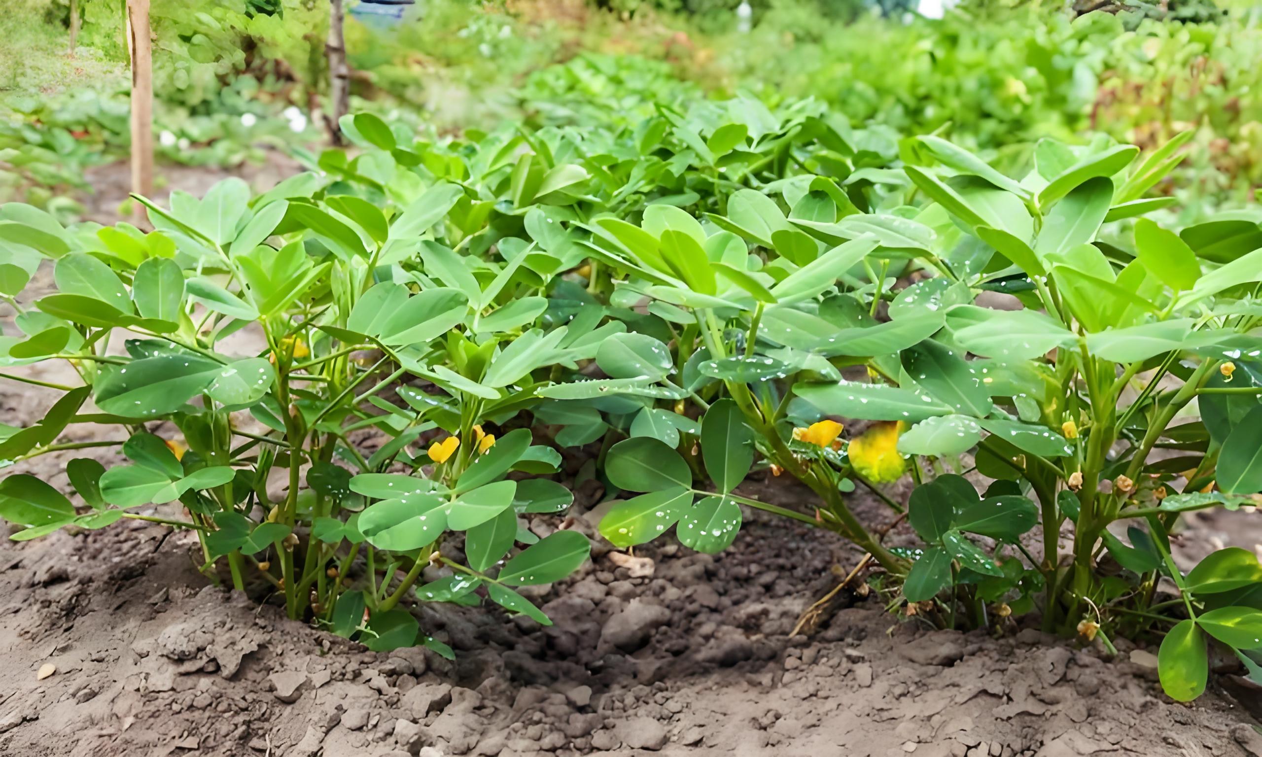种花生用什么肥料最好,花生的施肥有什么方法和技巧?