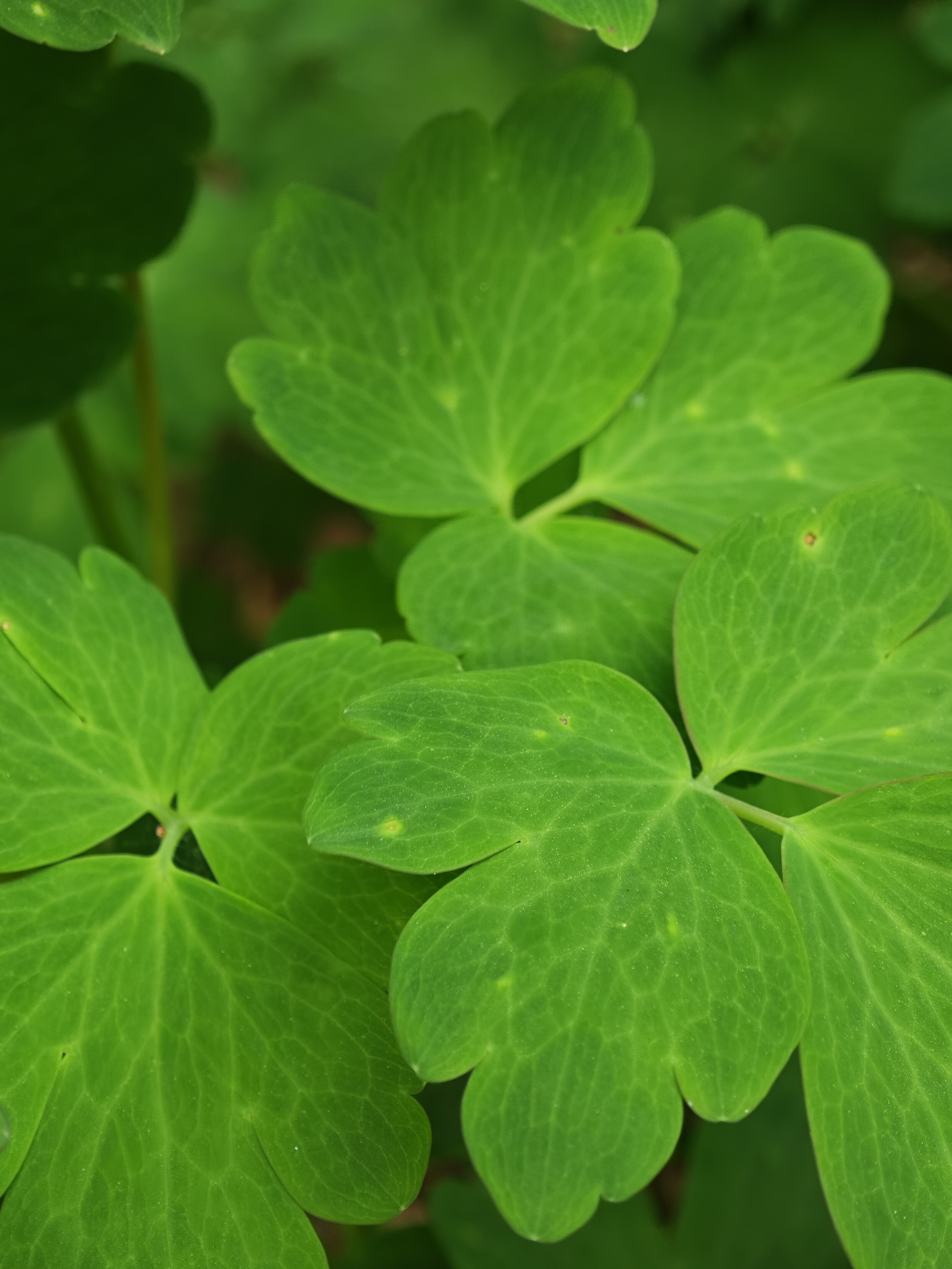 "植物猎人"翻山越岭,只为一株珍奇的变异的耧斗菜