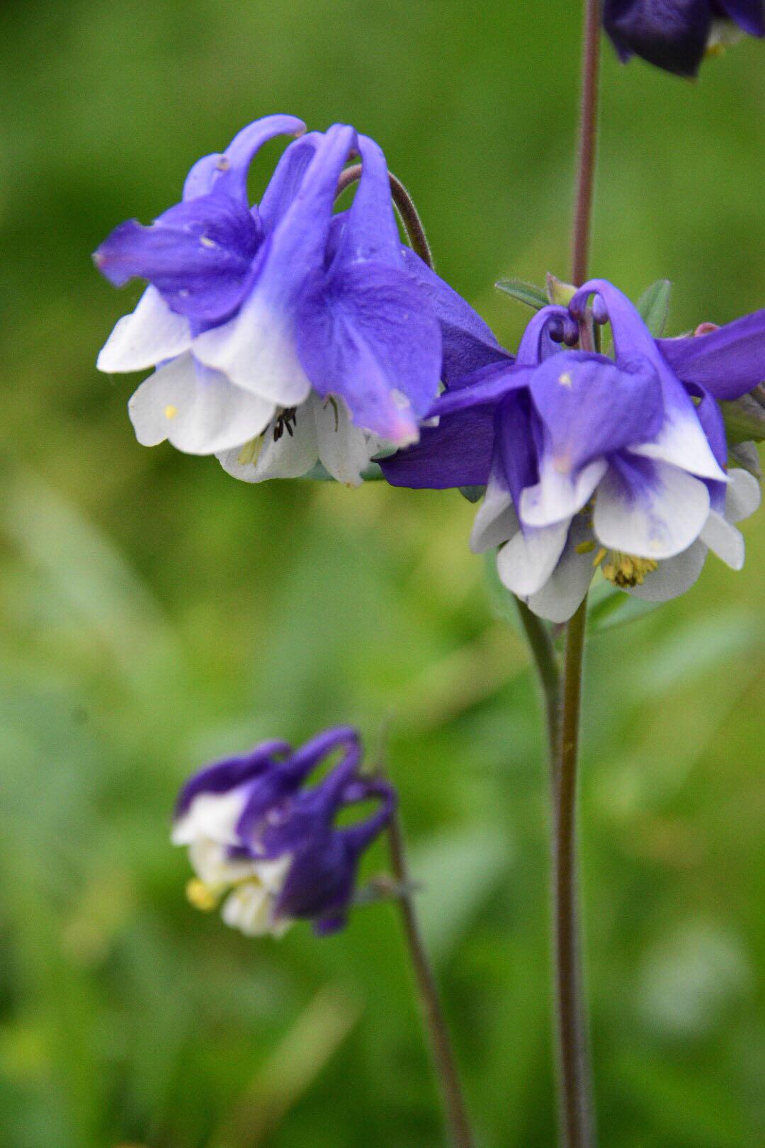 "植物猎人"翻山越岭,只为一株珍奇的变异的耧斗菜