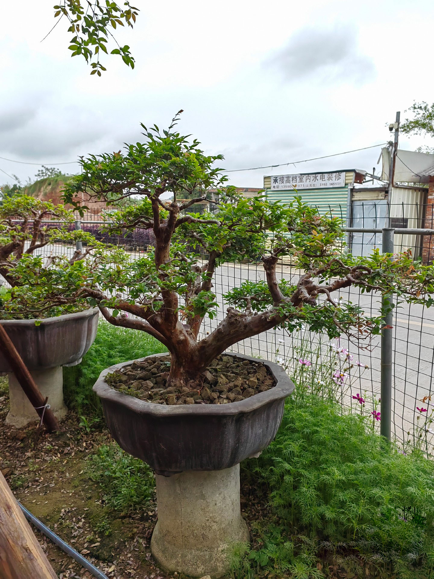 盆栽嘉宝果生长旺盛的秘诀:浇水和施肥指南