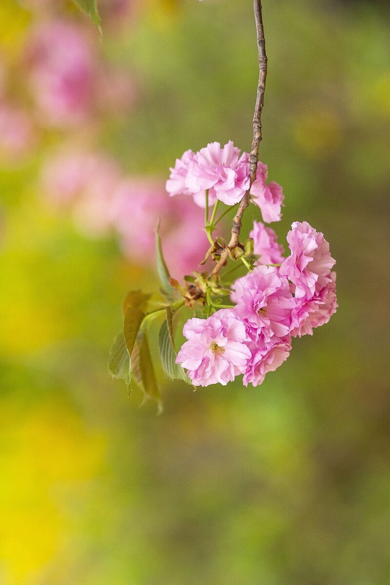 极具观赏价值的早春樱花——垂枝樱花的养护与管理措施