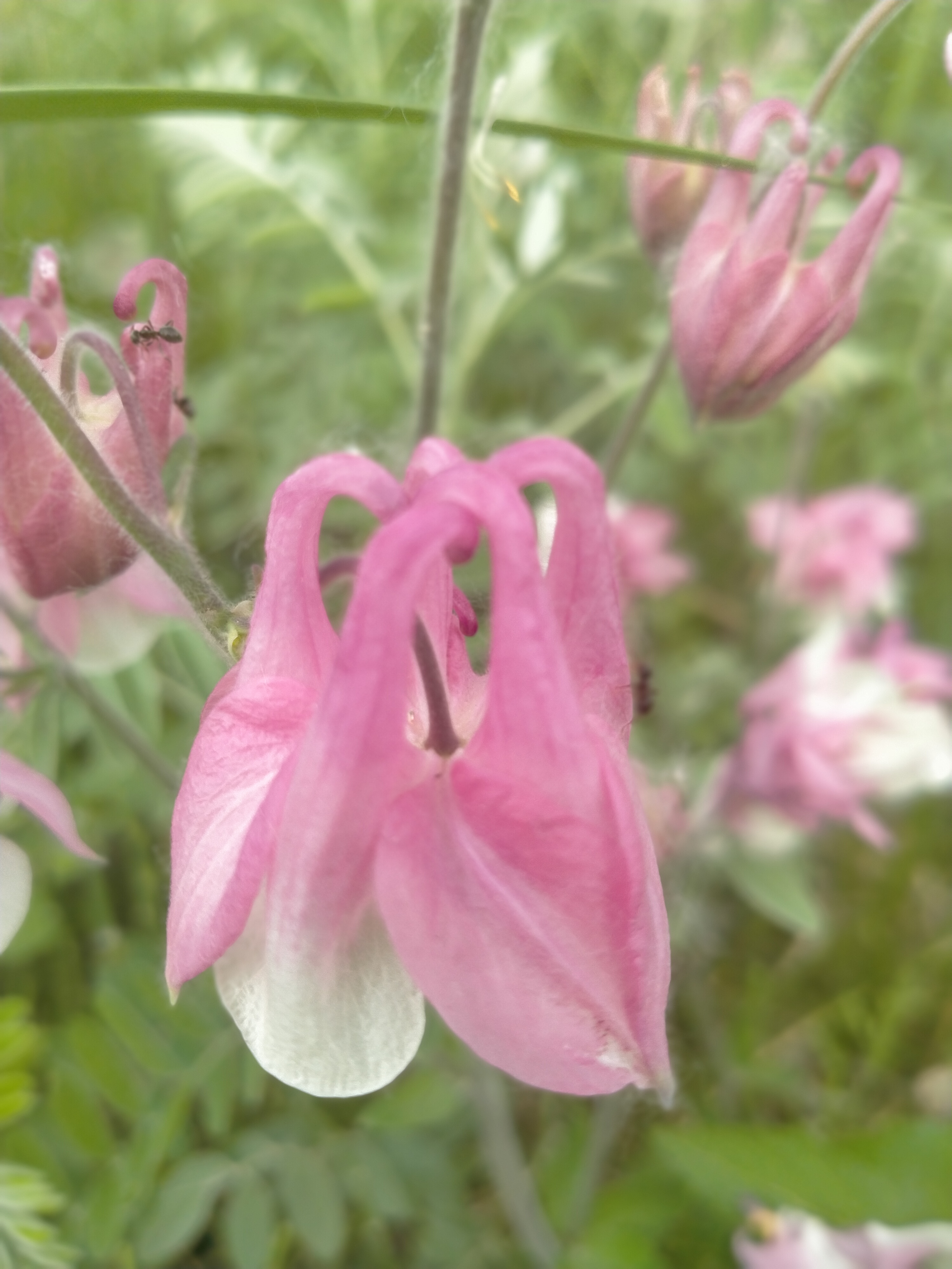 "植物猎人"翻山越岭,只为一株珍奇的变异的耧斗菜
