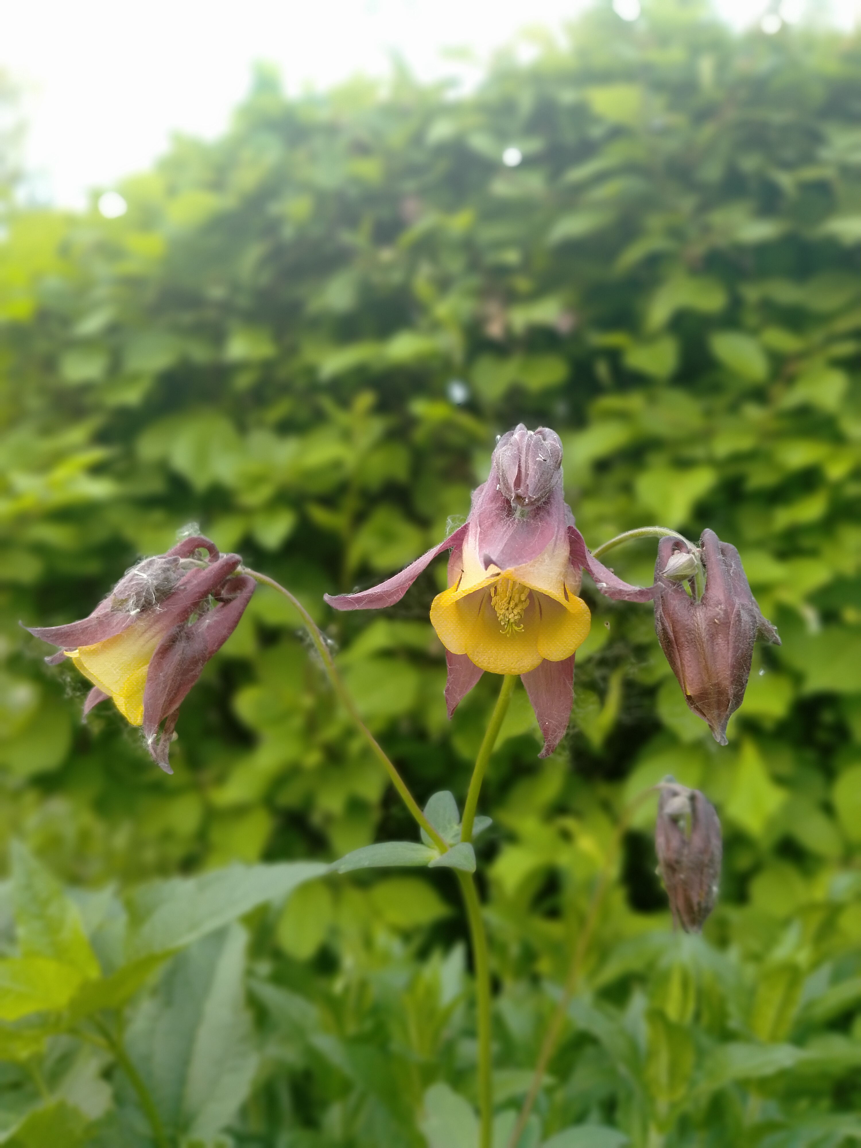 "植物猎人"翻山越岭,只为一株珍奇的变异的耧斗菜