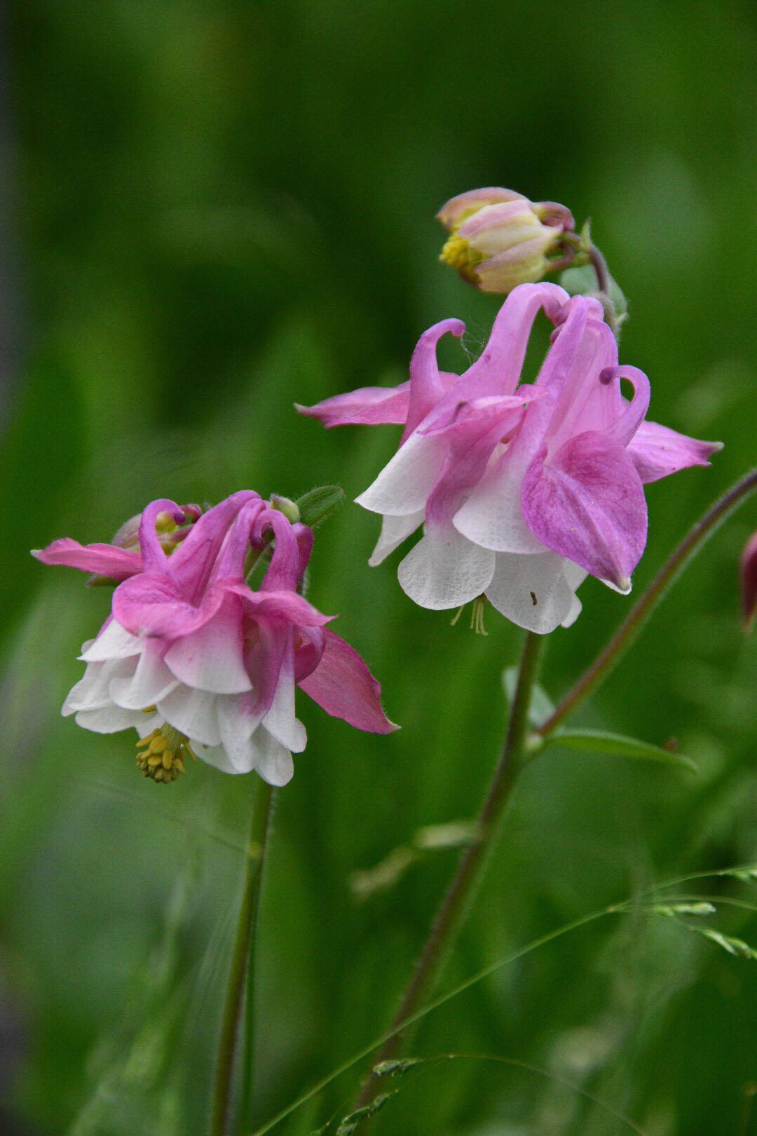 "植物猎人"翻山越岭,只为一株珍奇的变异的耧斗菜