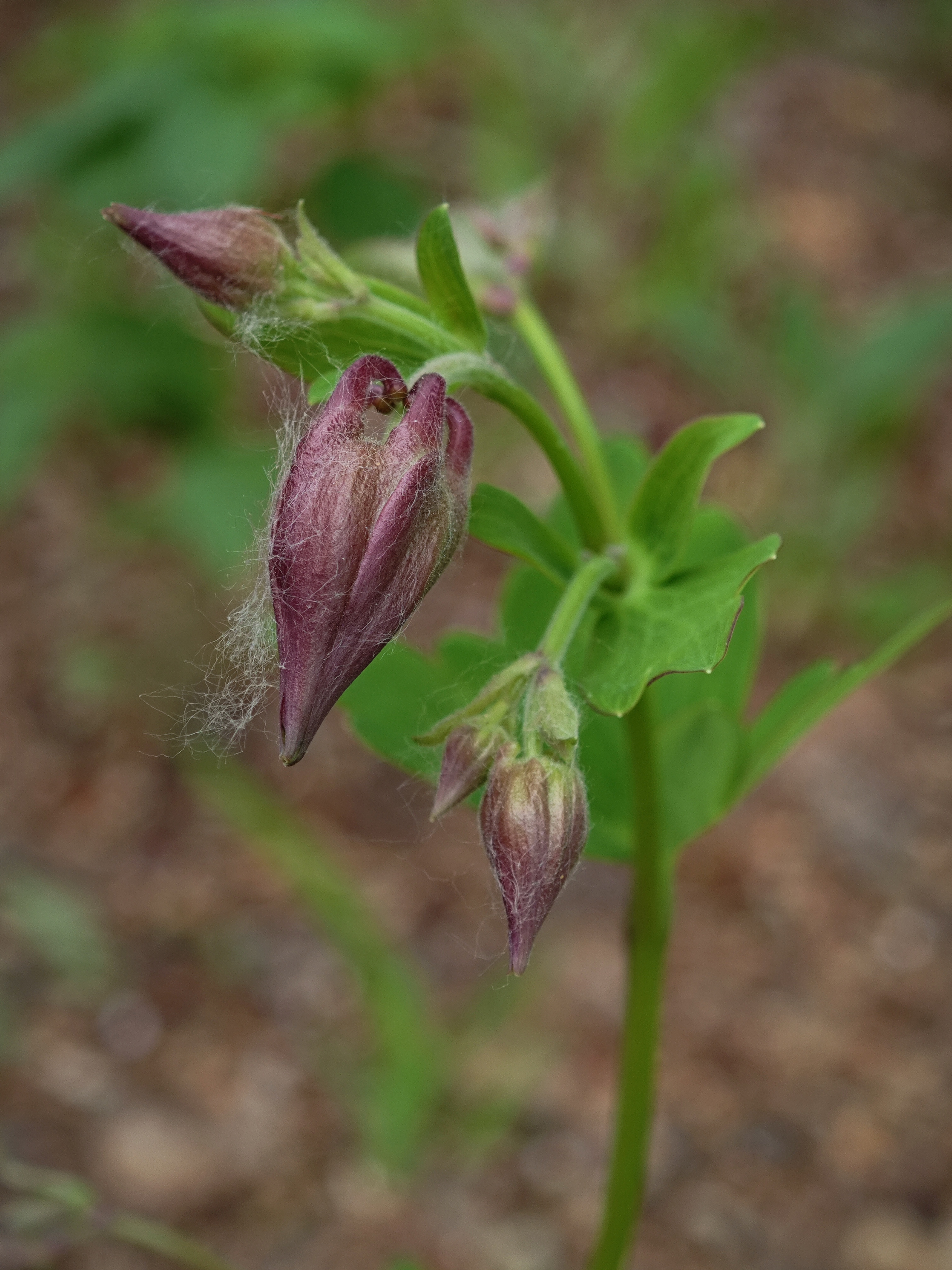 "植物猎人"翻山越岭,只为一株珍奇的变异的耧斗菜