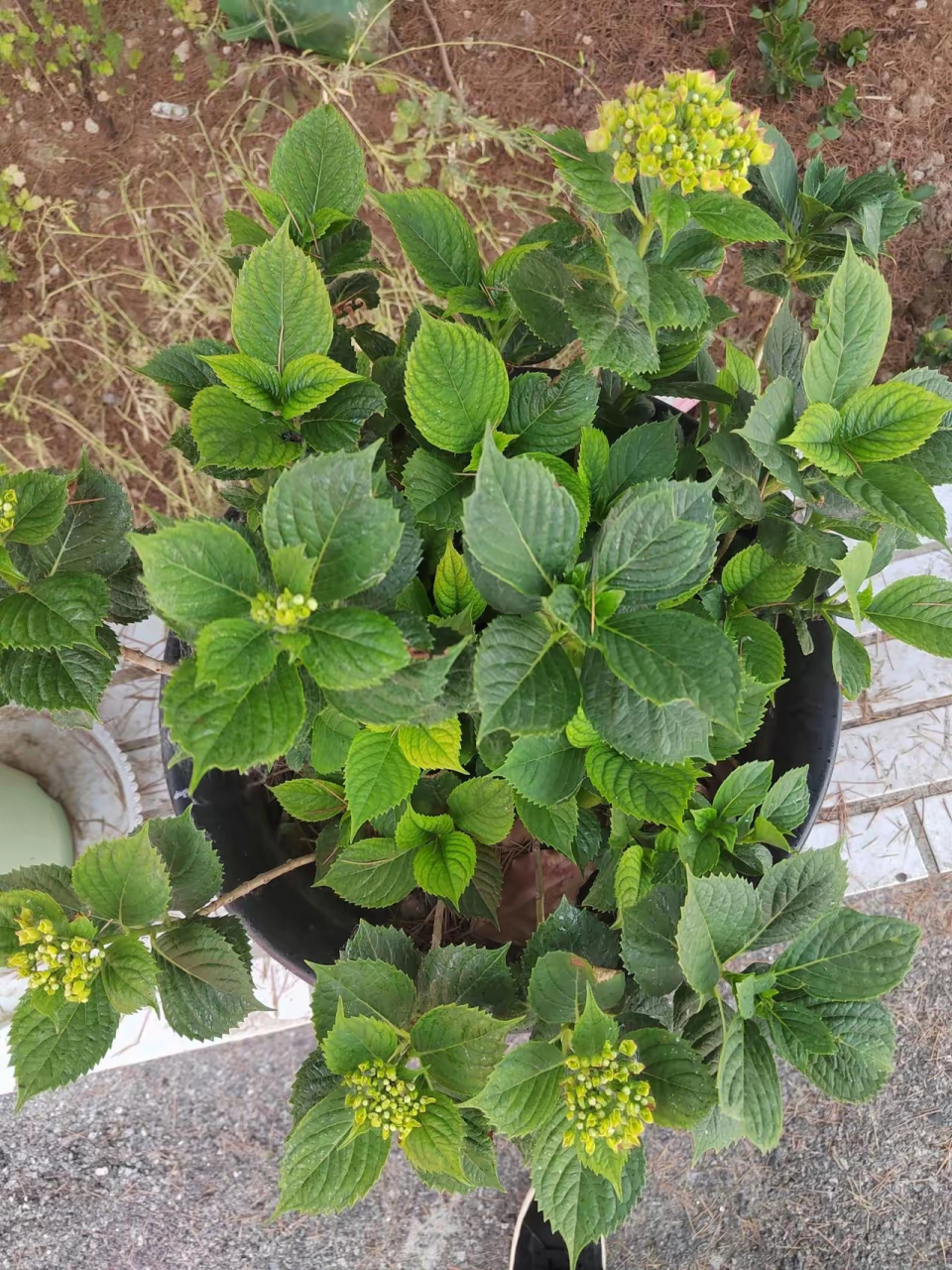 看花蕊很像是绣球,但看叶子又不像. 有懂行的朋友知道这是什么花吗?