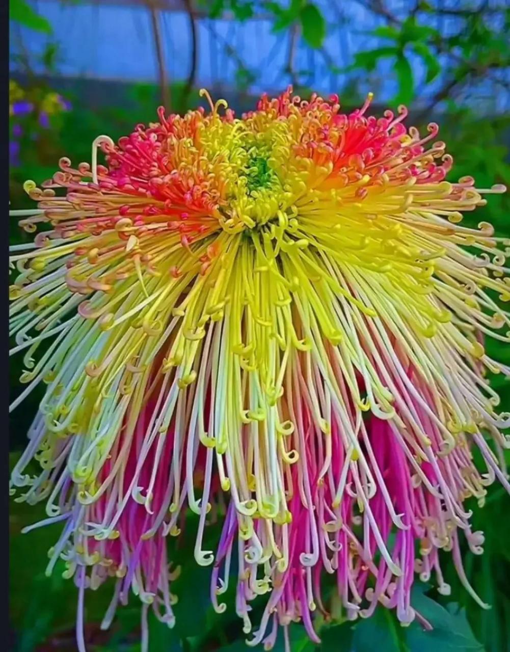 最美菊花,稀有品种,精彩纷呈!