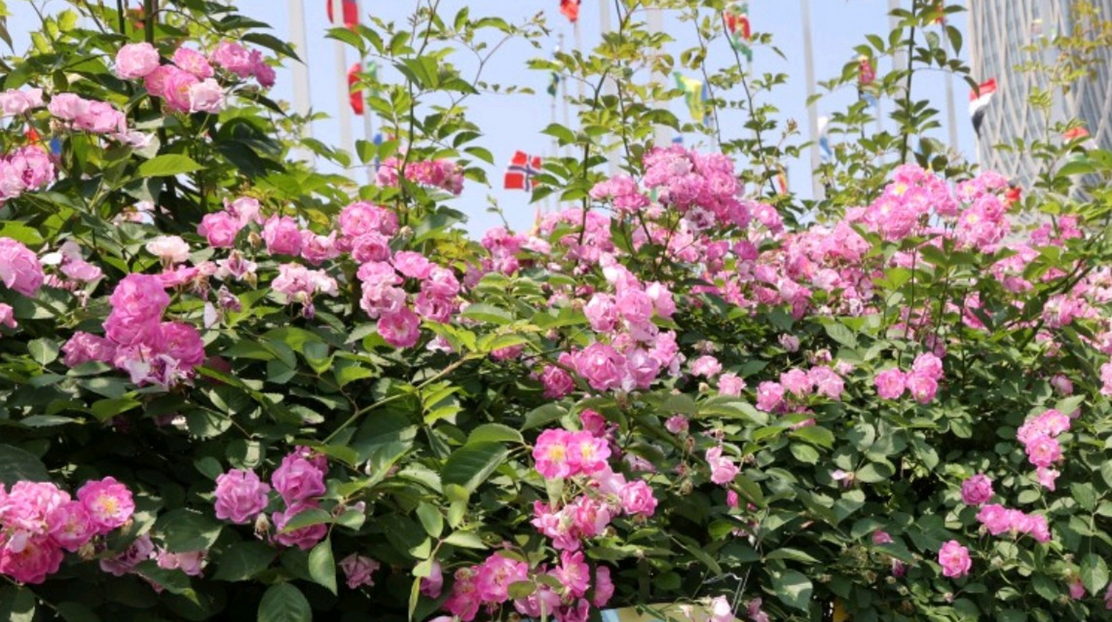 是夏日里南方比较常见的藤蔓类花卉,  很多观赏性景点都能看到蔷薇