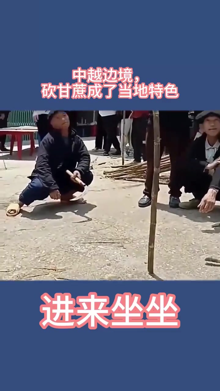 中越边境,砍甘蔗成了当地特色