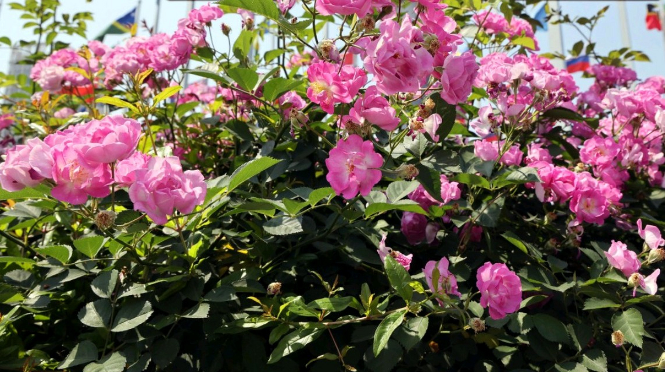 是夏日里南方比较常见的藤蔓类花卉,  很多观赏性景点都能看到蔷薇