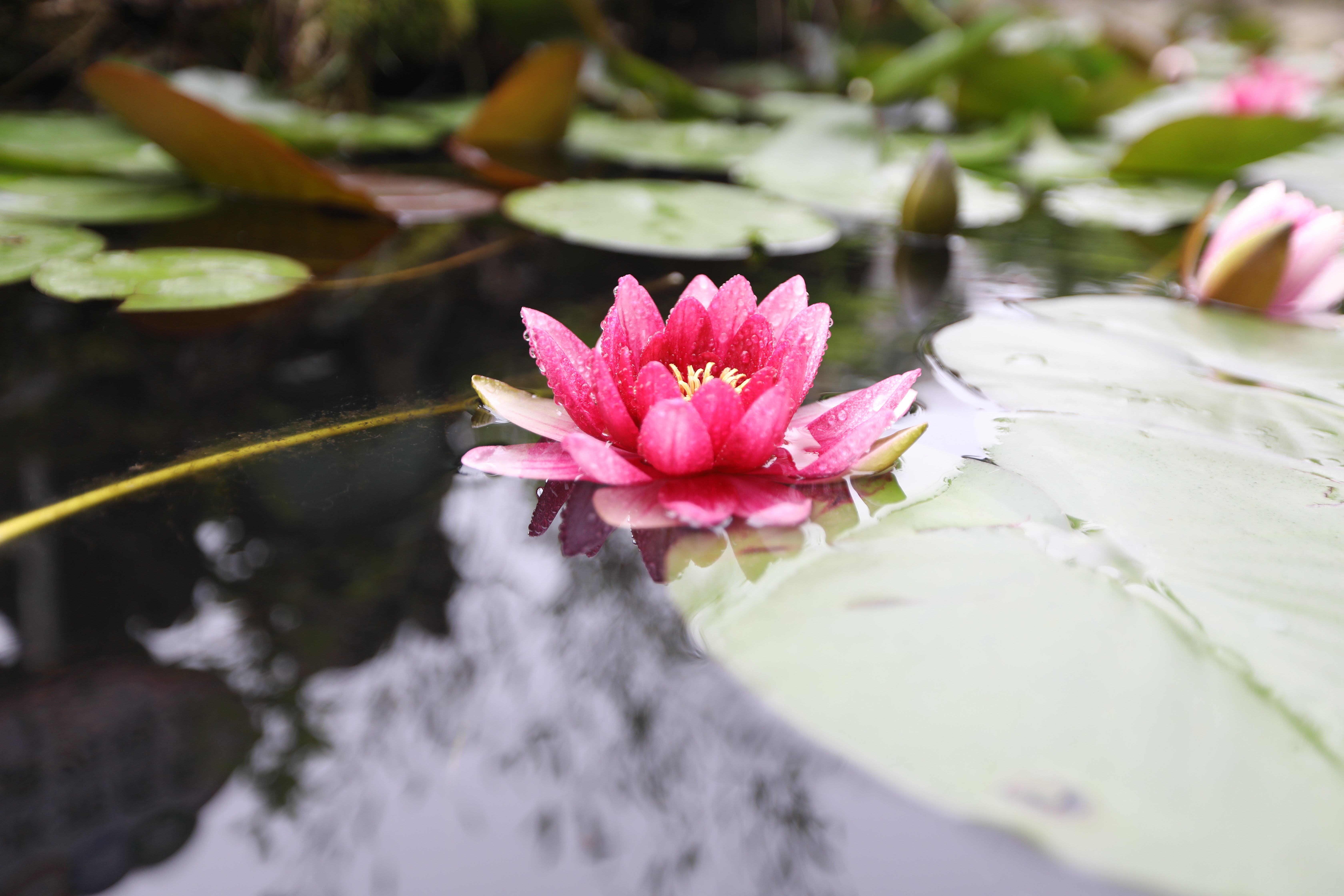 入土为安的鲜花图片图片