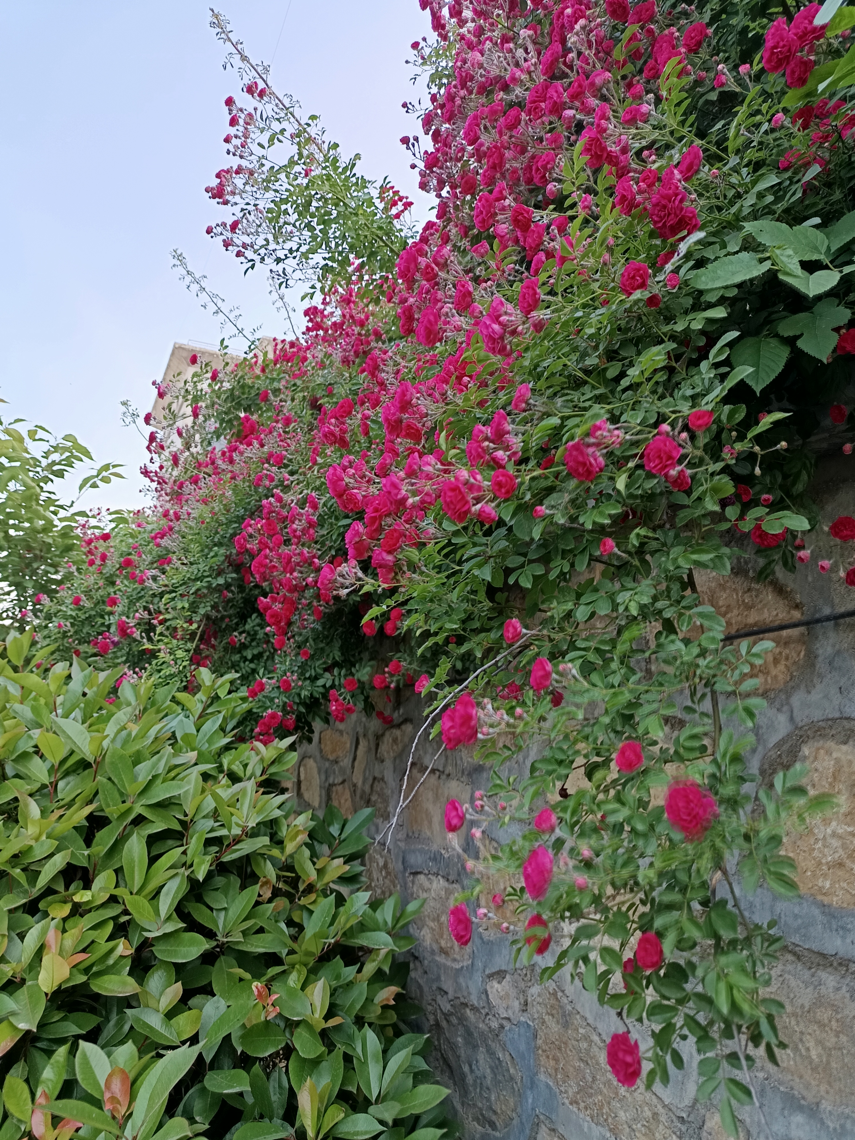 墙头上的蔷薇花!