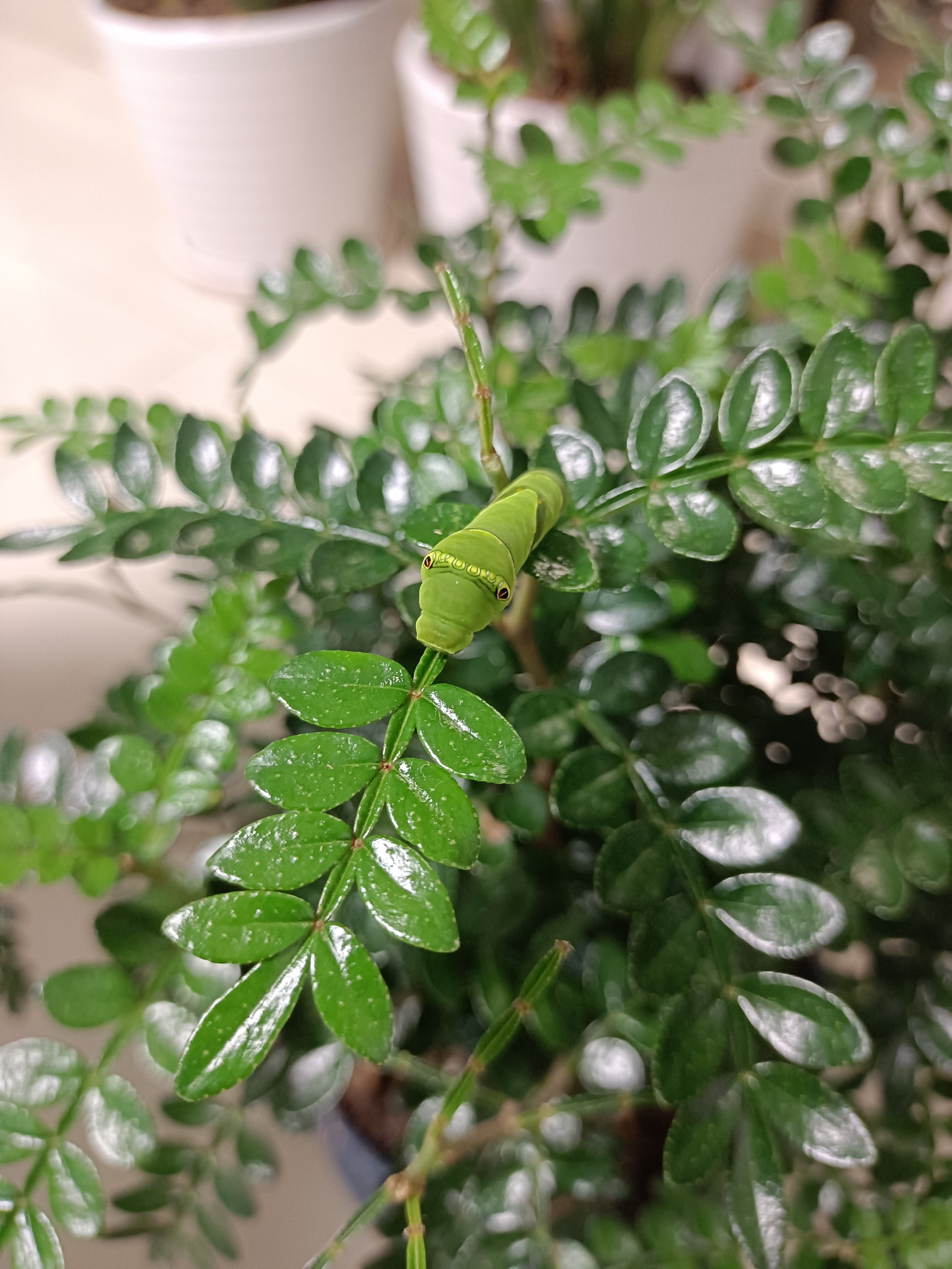 驱蚊草上长多肉毛骨悚然