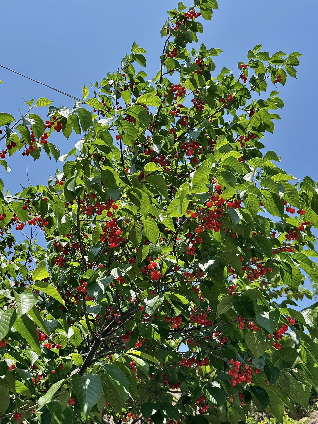 青岛北宅樱桃节开幕啦～ 大崂樱桃谷进门随便吃, 跟着吃樱桃队伍进门