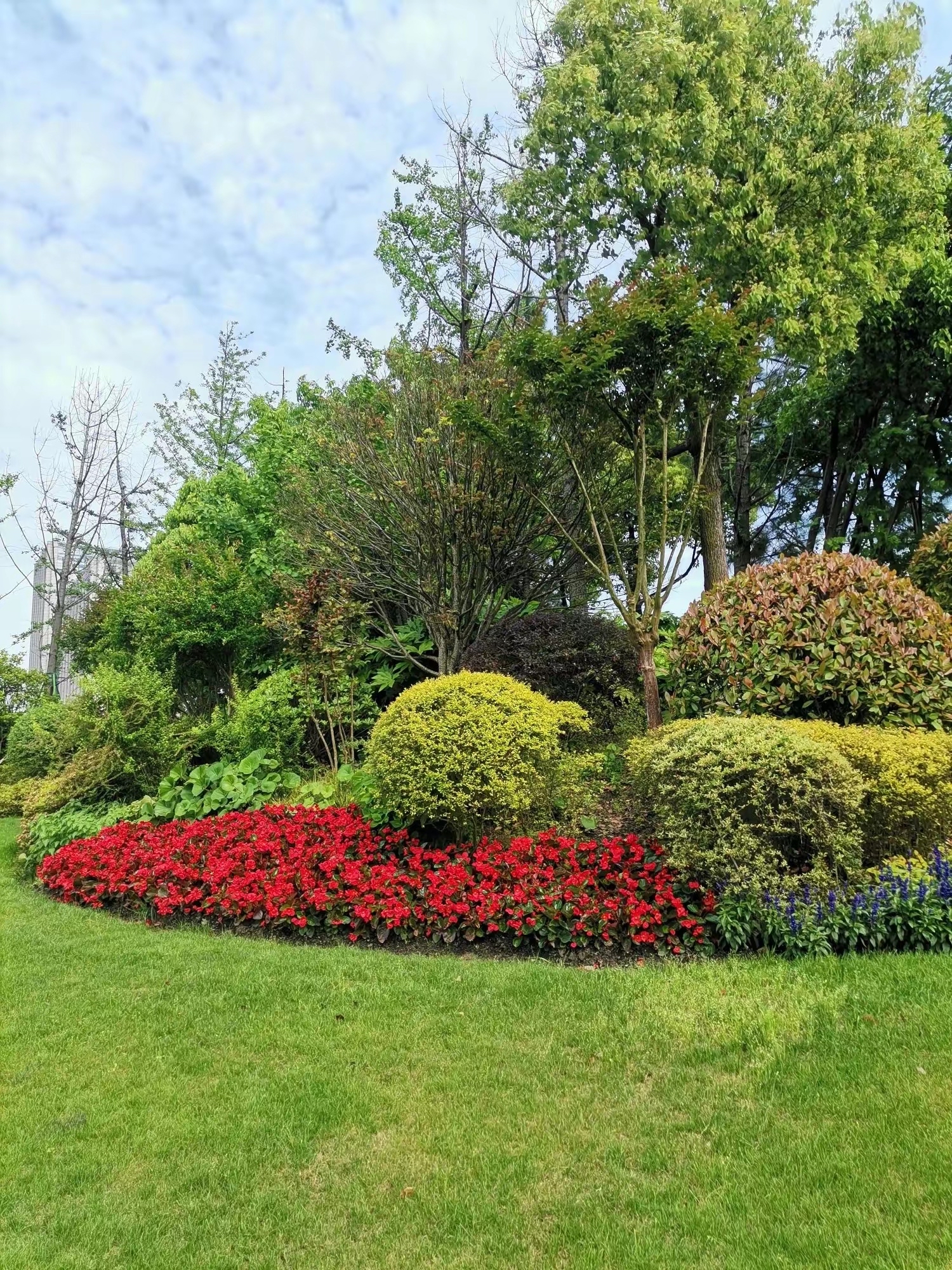 群三色苋景观繁星花绿化带绿化景观图片红穂花绿化带公园绿植设计图片