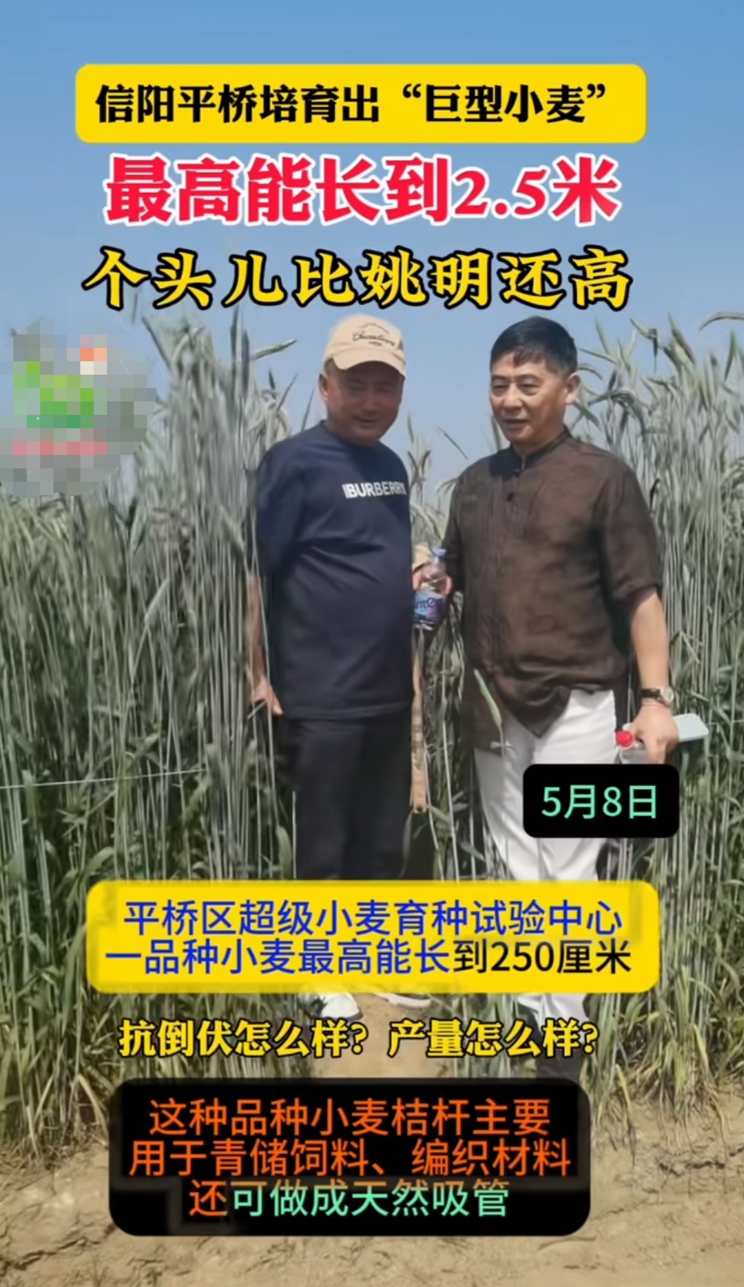 将来小麦的格局将迎来巨大的变革,目前玉米