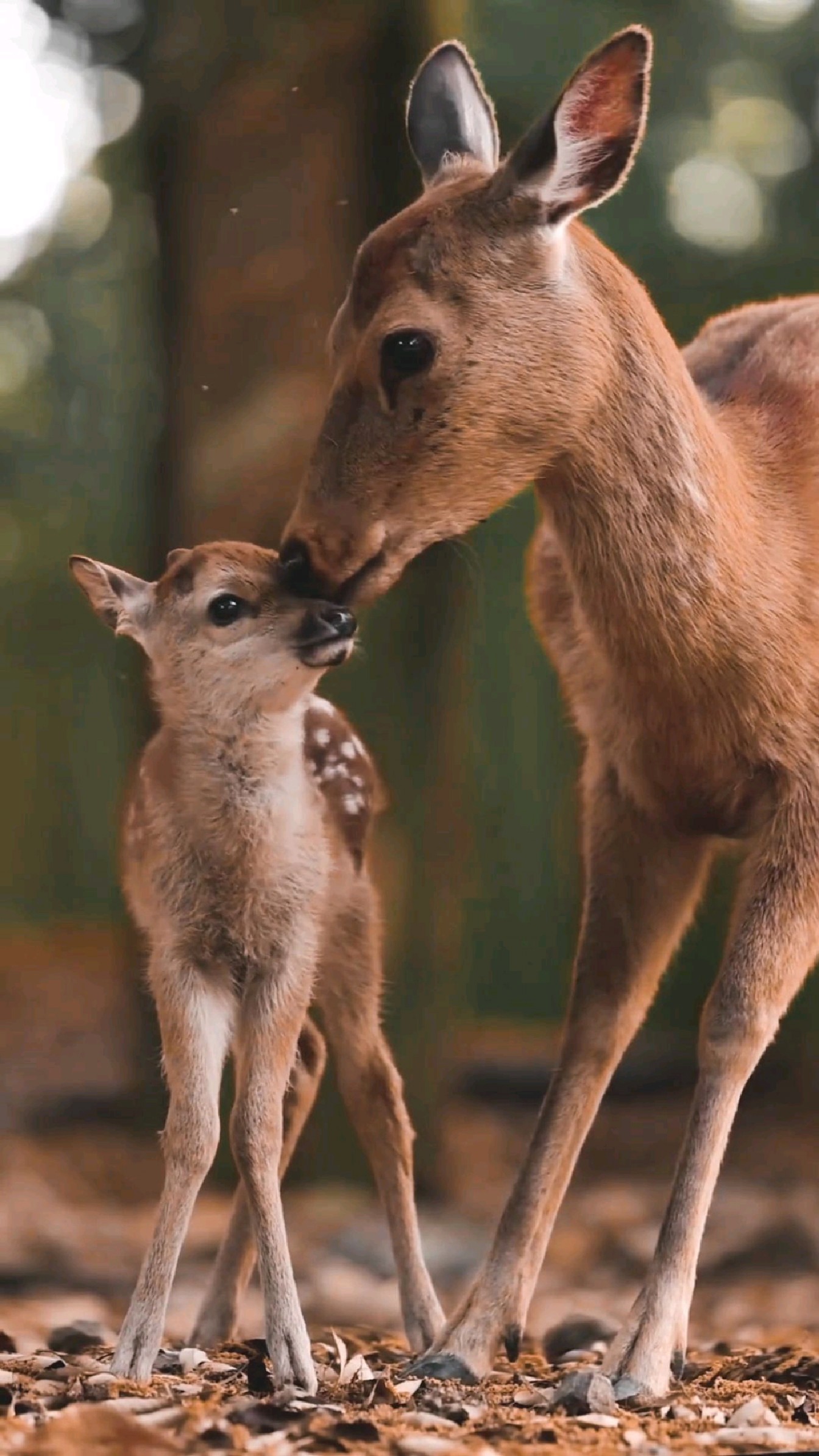 舔犊之情,小鹿斑比和它的妈妈-度小视