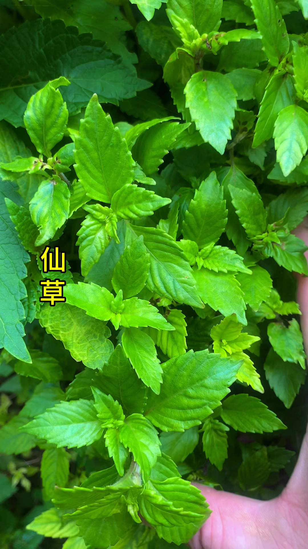 老一辈人经常会采摘仙草,把它做成美味的仙草冻小吃