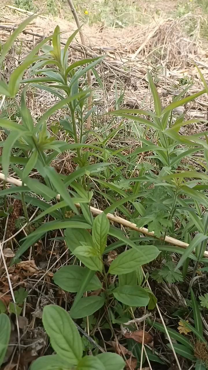 仿野生种植笔管菜,没打除草剂杀虫剂,没上化肥农家肥,长势缓慢