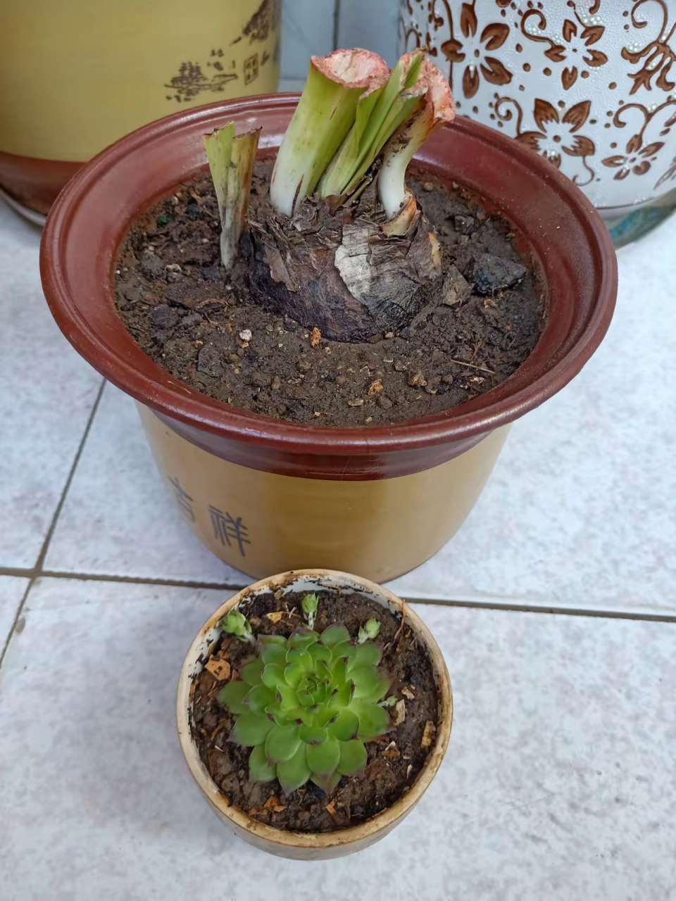 本来买花友一棵朱顶红小苗,没想到花友给我寄过来这么大个球,还送了好