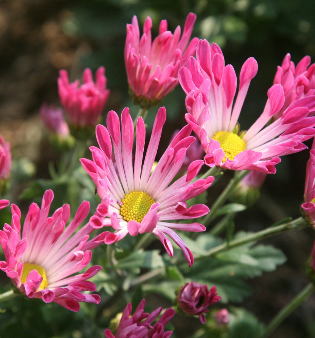 最美菊花,稀有品种,精彩纷呈!