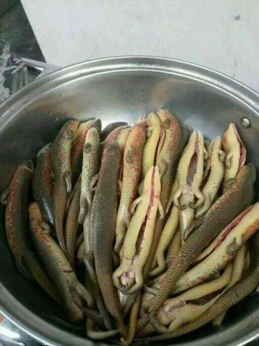 回顾农村常见的"狗婆蛇",为何成"保护动物"?《神农本草经》有答案