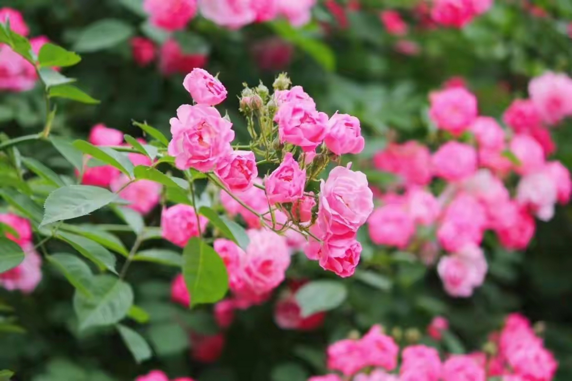 芳菲五月,很多地方的蔷薇花已经悄然绽放,  千枝万朵,艳丽娇媚,在风中