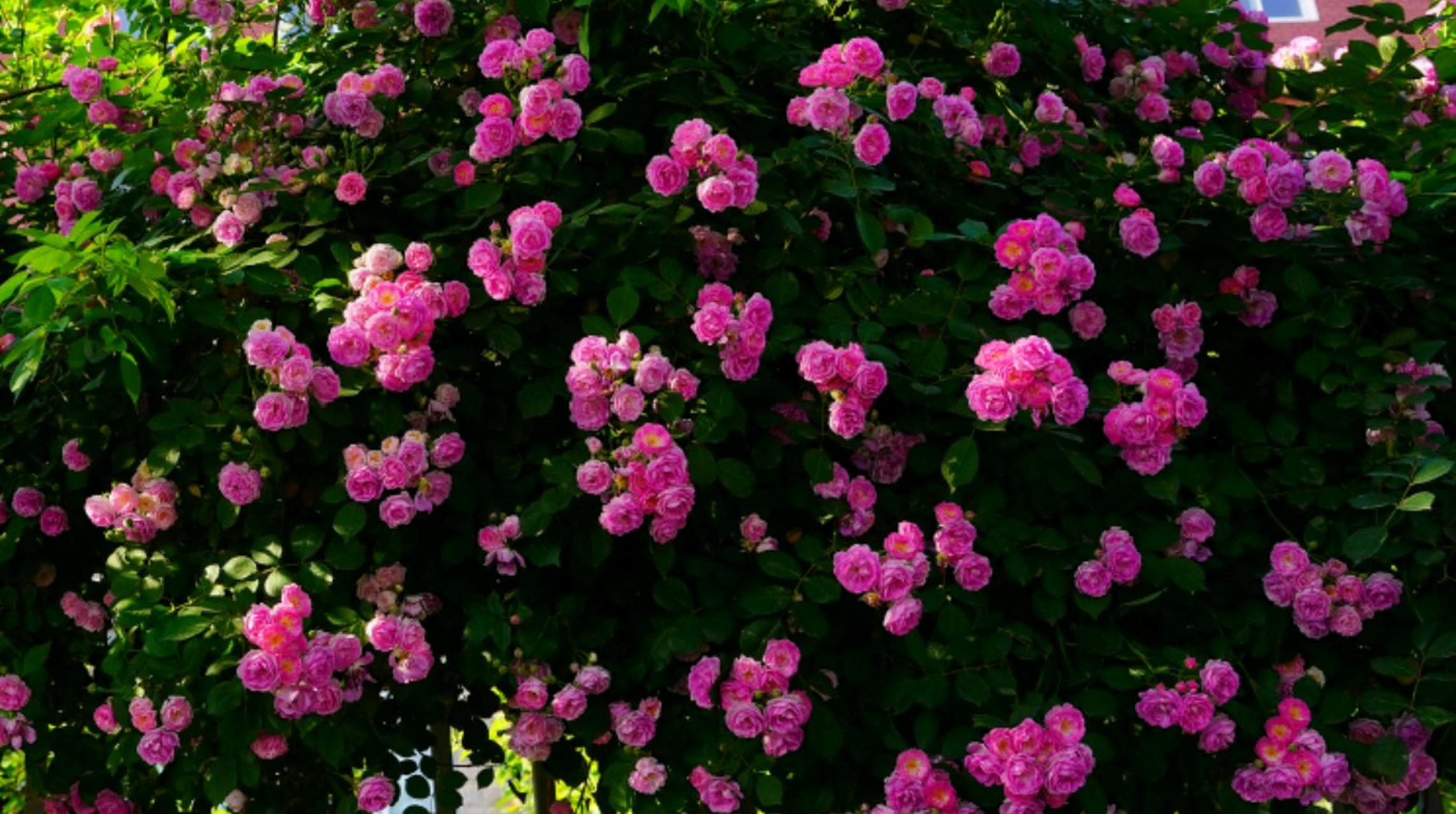 是夏日里南方比较常见的藤蔓类花卉,  很多观赏性景点都能看到蔷薇