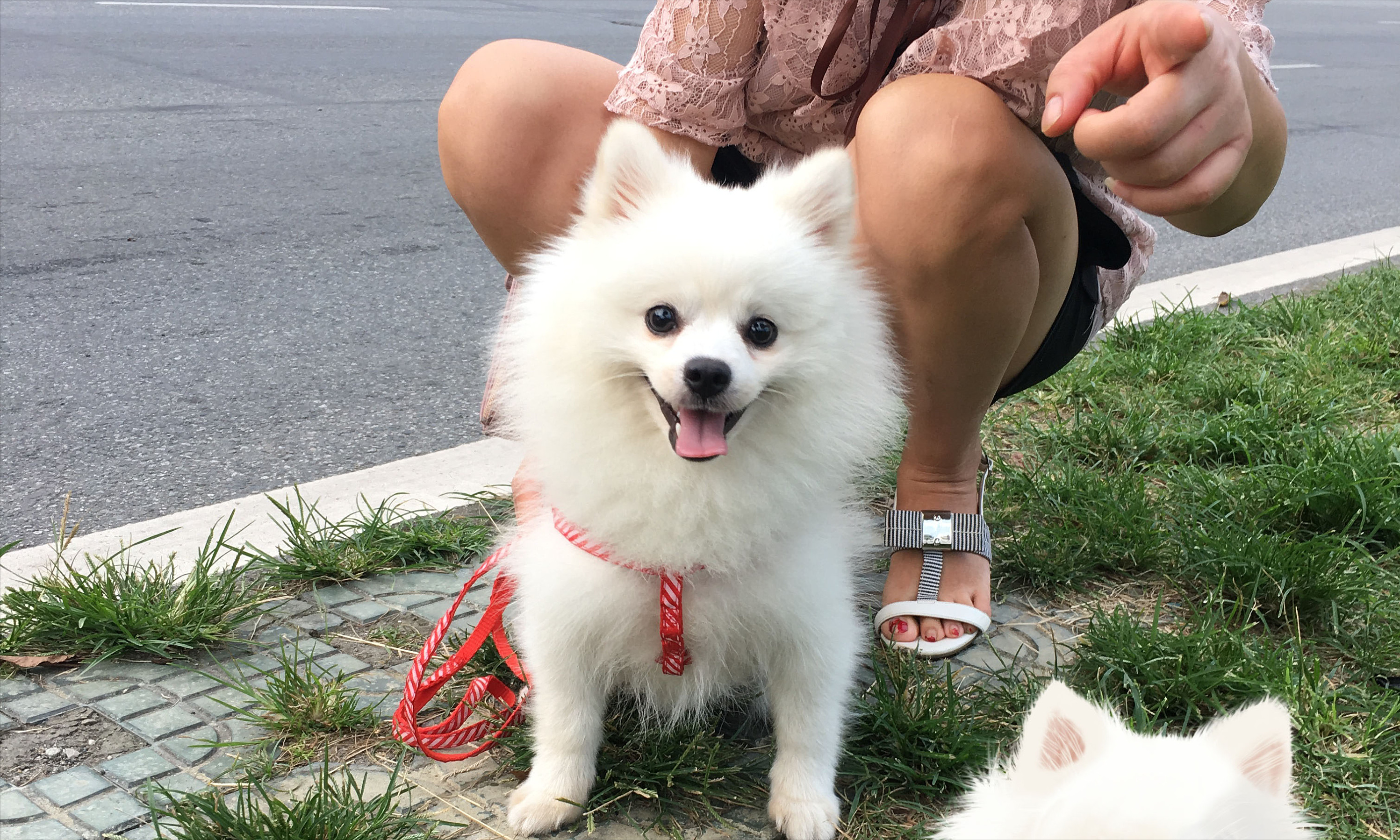 大体博美犬图片图片