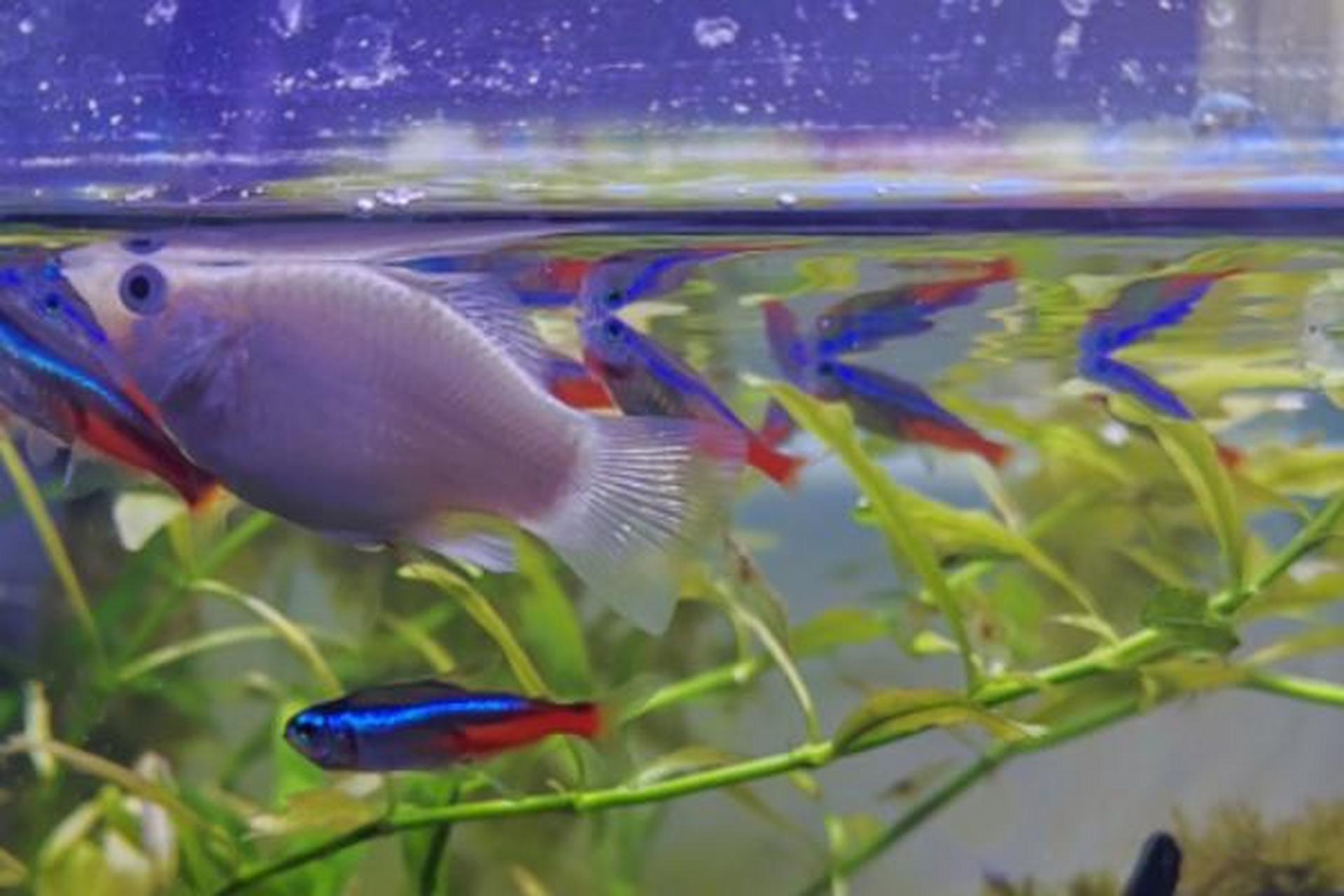 [原文:玛丽鱼和灯科鱼可以混养吗.