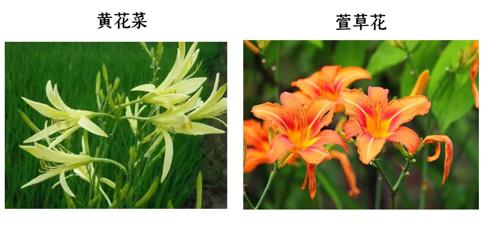 萱草生堂阶,游子行天涯——忘忧"萱草花":属于中国人的母亲花