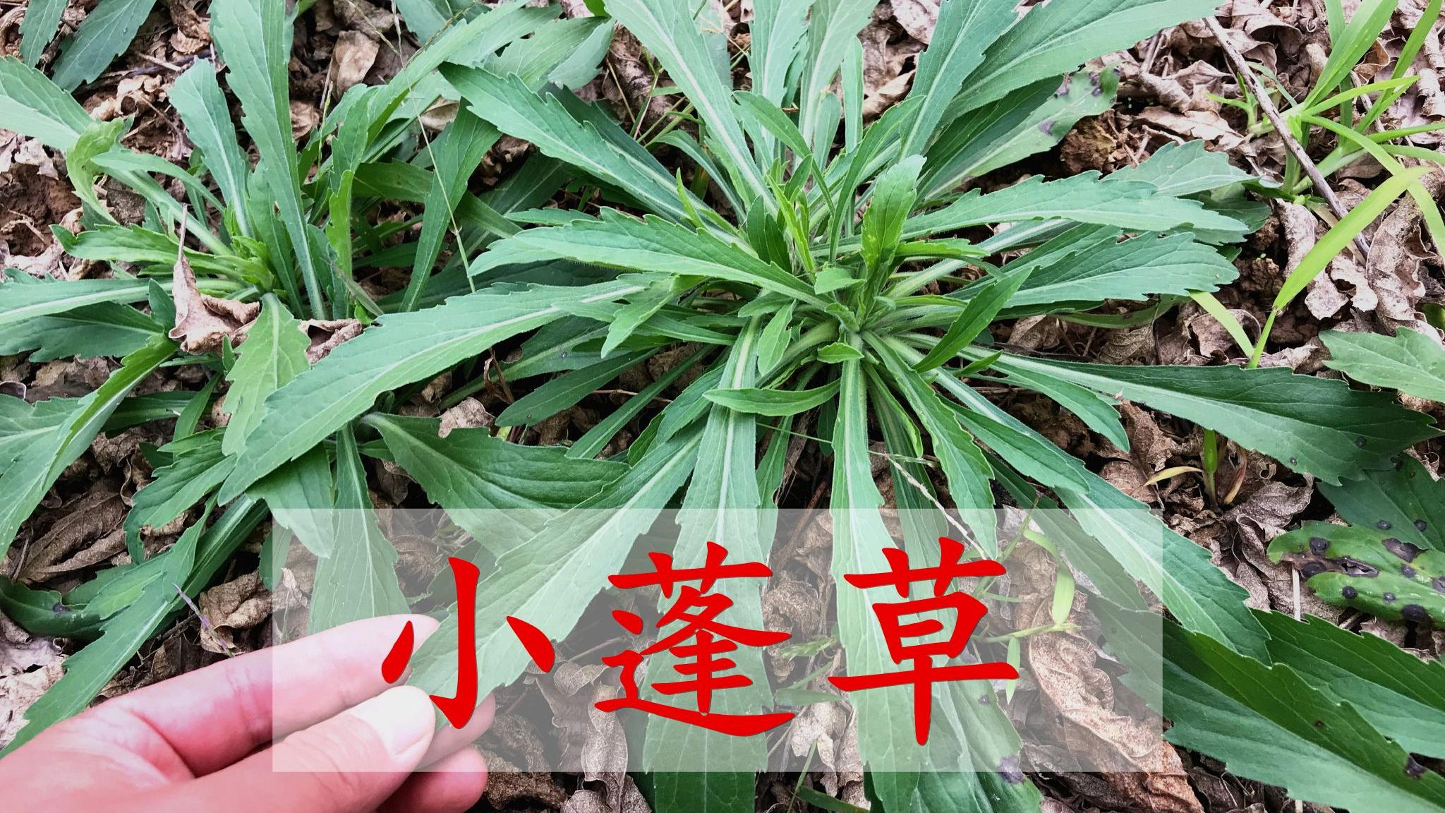 小蓬草图片与功效图片