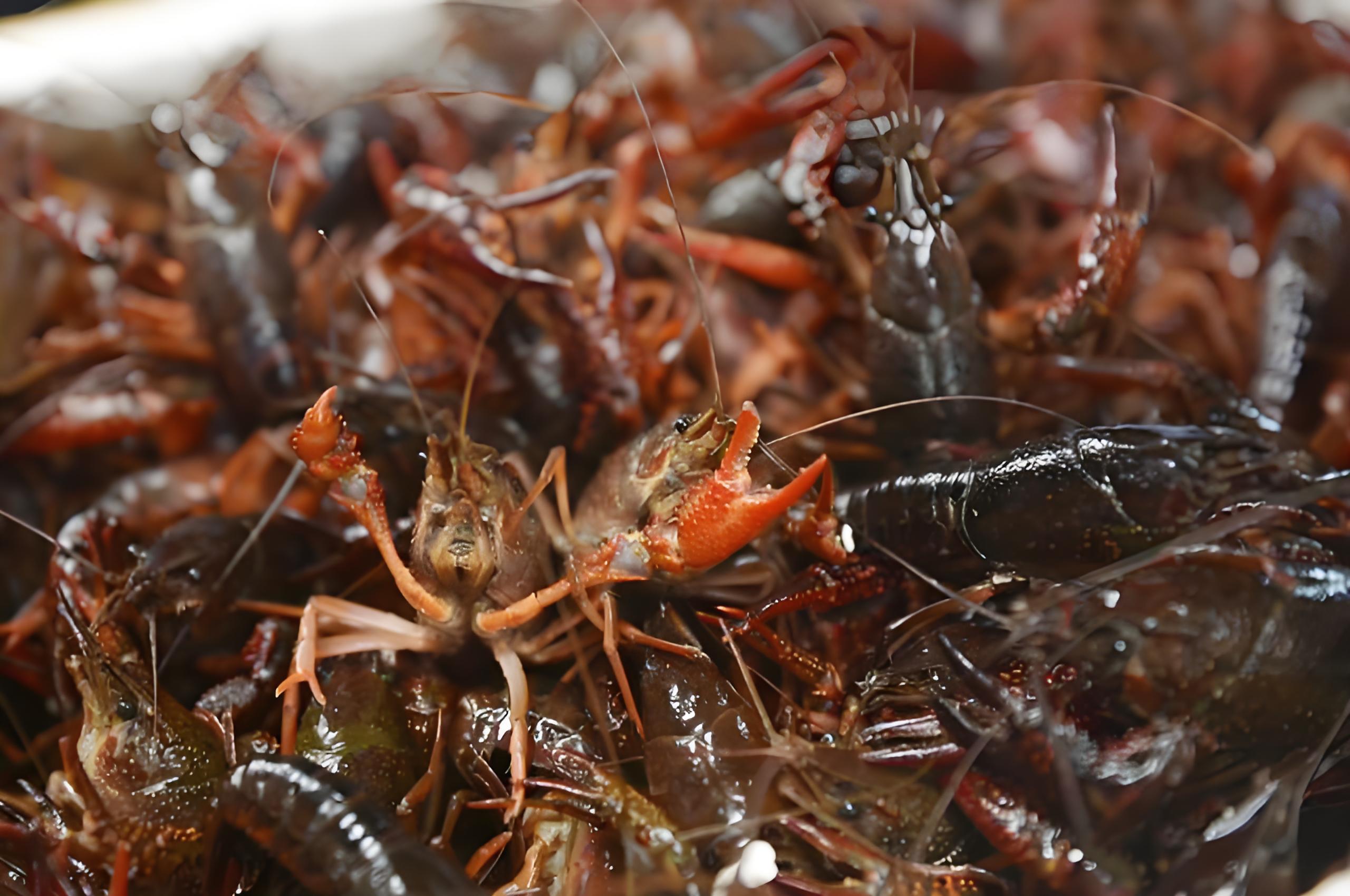 小龙虾头部的"黄",是虾屎还是虾黄?吃了20多年,终于弄明白了