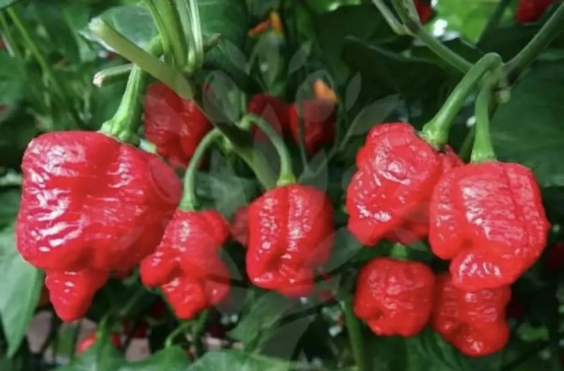 3万斯科维尔指数,"卡罗莱纳死神"也望尘莫及97黄绿扁扭外形蕴藏辛香